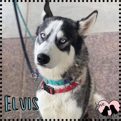 Elvis, Adoptable, Young Male Husky.