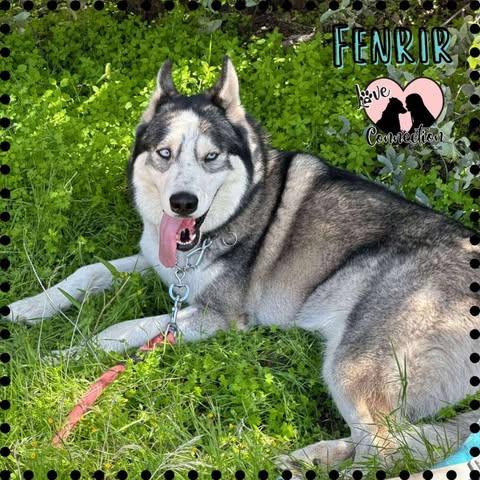 Enlarge Fenrir (Elvis), a Adoptable mixed breed in Gilbert, AZ image 1/1