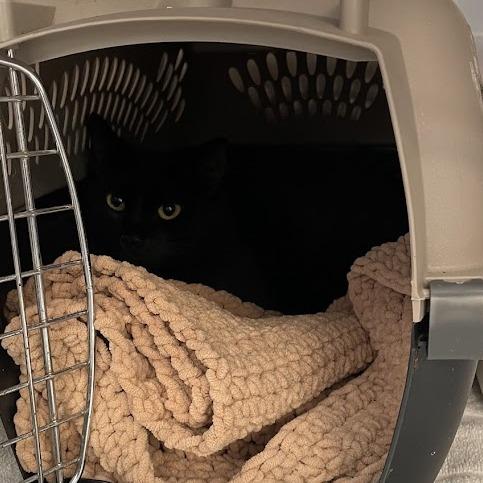 Lola, Adoptable, Adult Female Domestic Short Hair.
