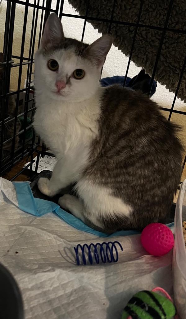 Harper, Adoptable, Kitten Female Domestic Short Hair.