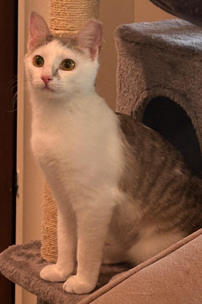Enlarge Harper, a Adoptable mixed breed in Spring, TX image 2/2