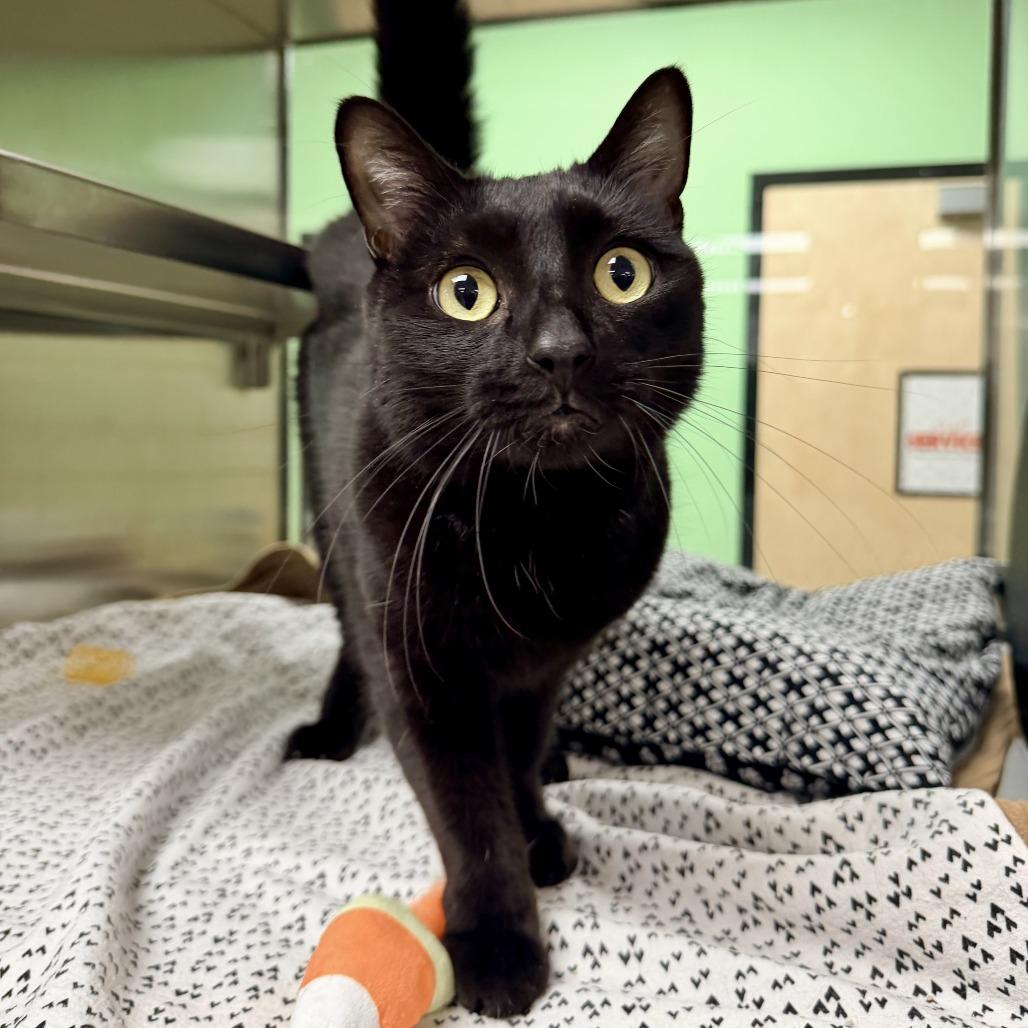 Enlarge Phoenix, a Adoptable mixed breed in Bullhead City, AZ image 2/2