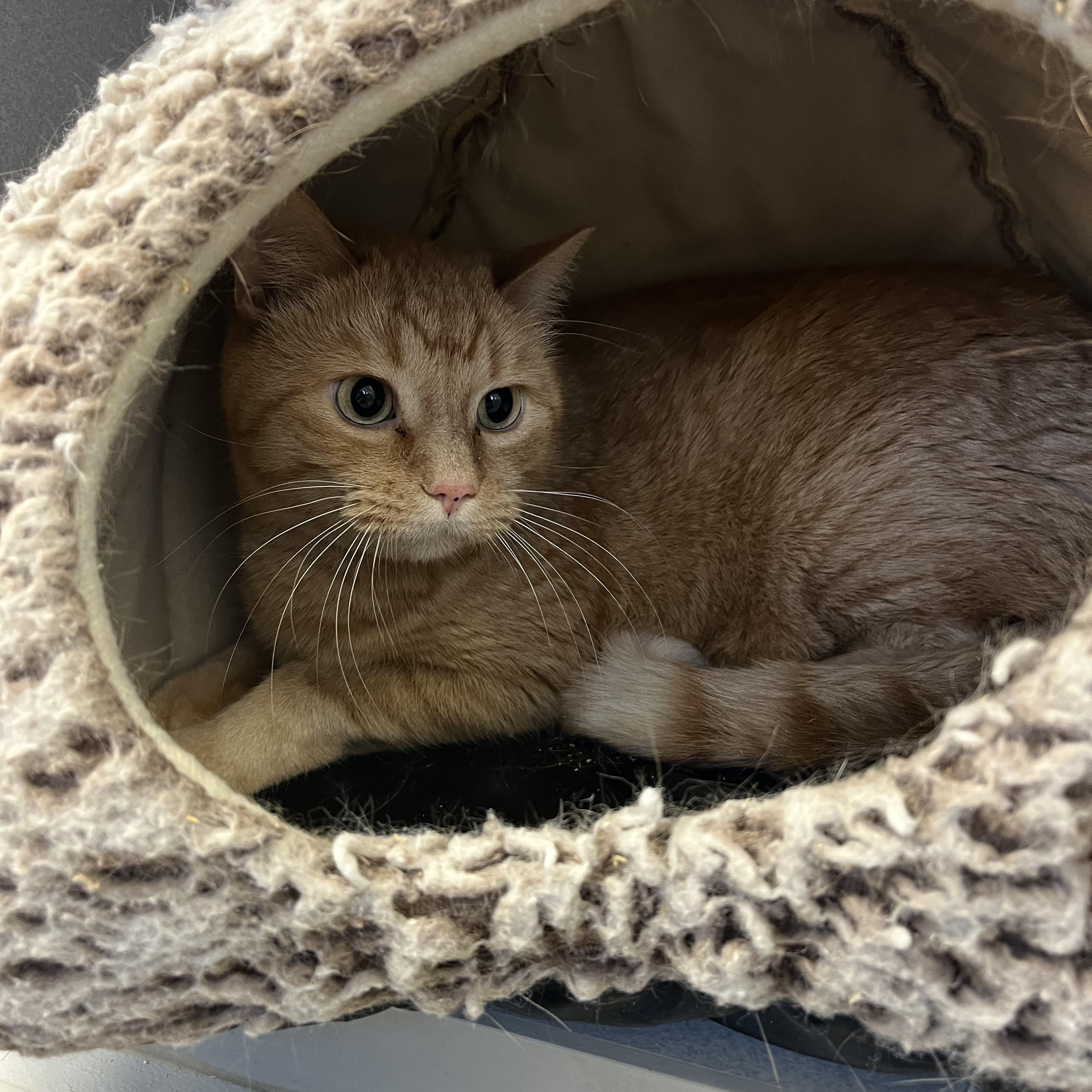 Kim Chi, an adopted mixed breed in Cedar Rapids, IA image 2/5