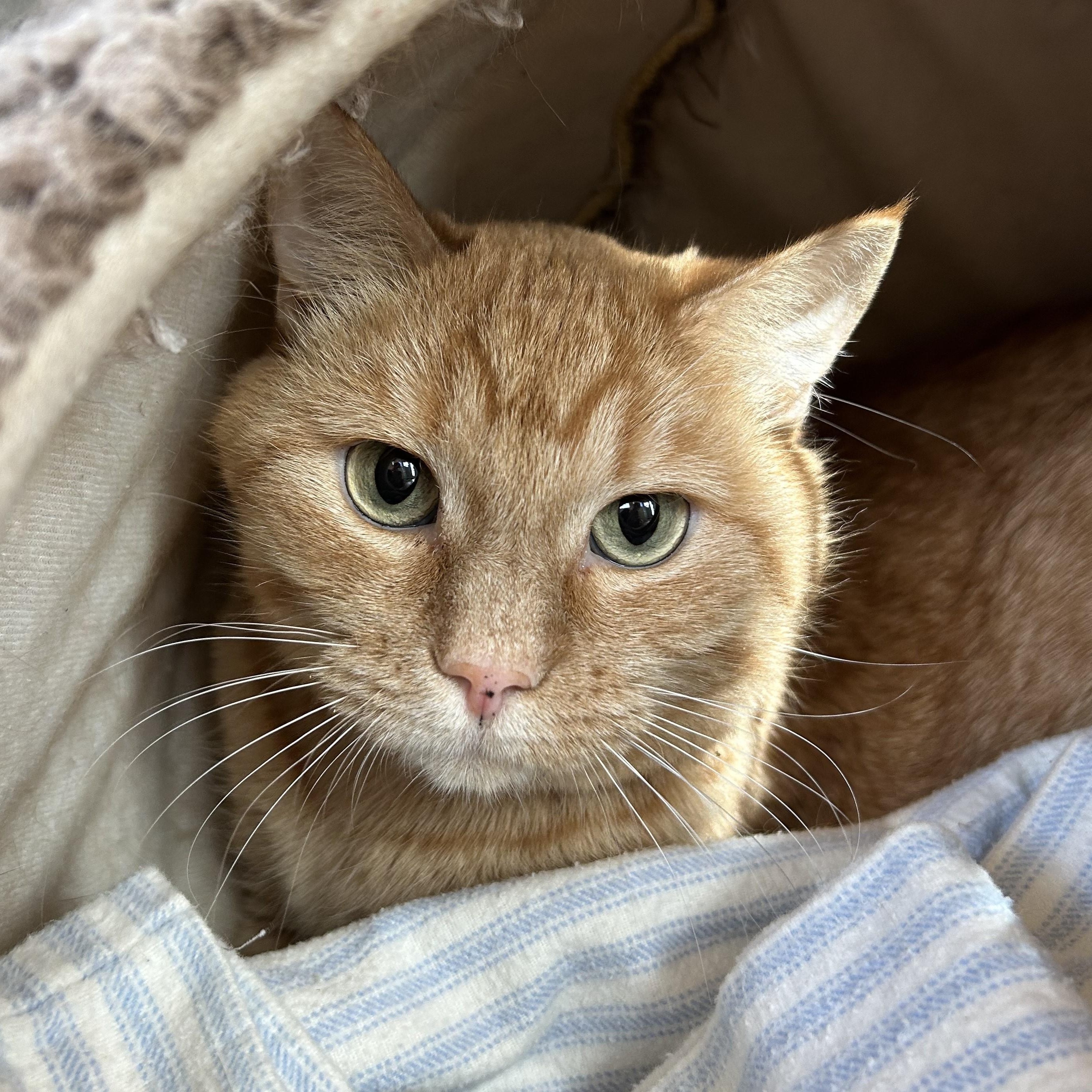 Kim Chi, an adopted mixed breed in Cedar Rapids, IA image 1/5