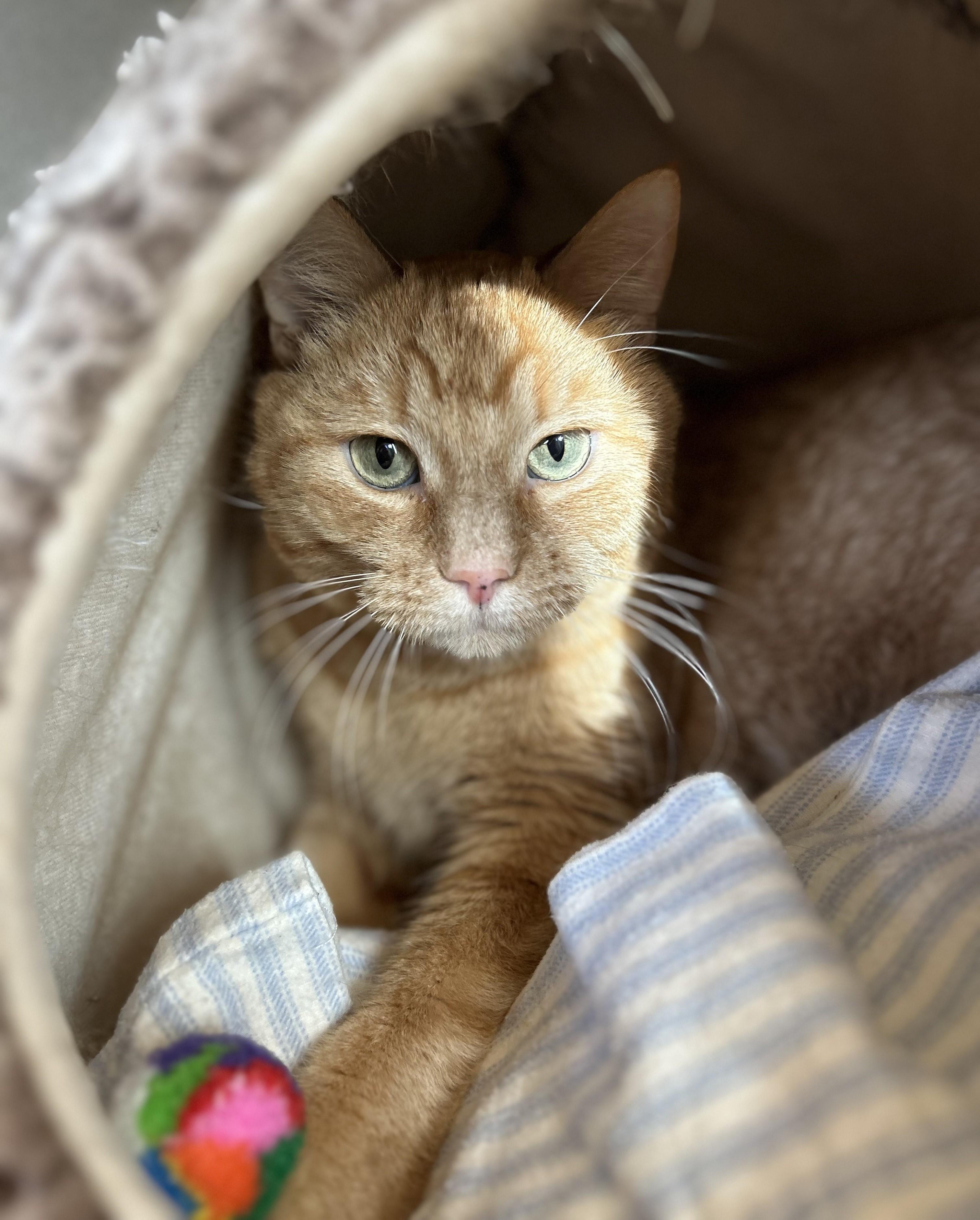 Kim Chi, an adopted mixed breed in Cedar Rapids, IA image 4/5