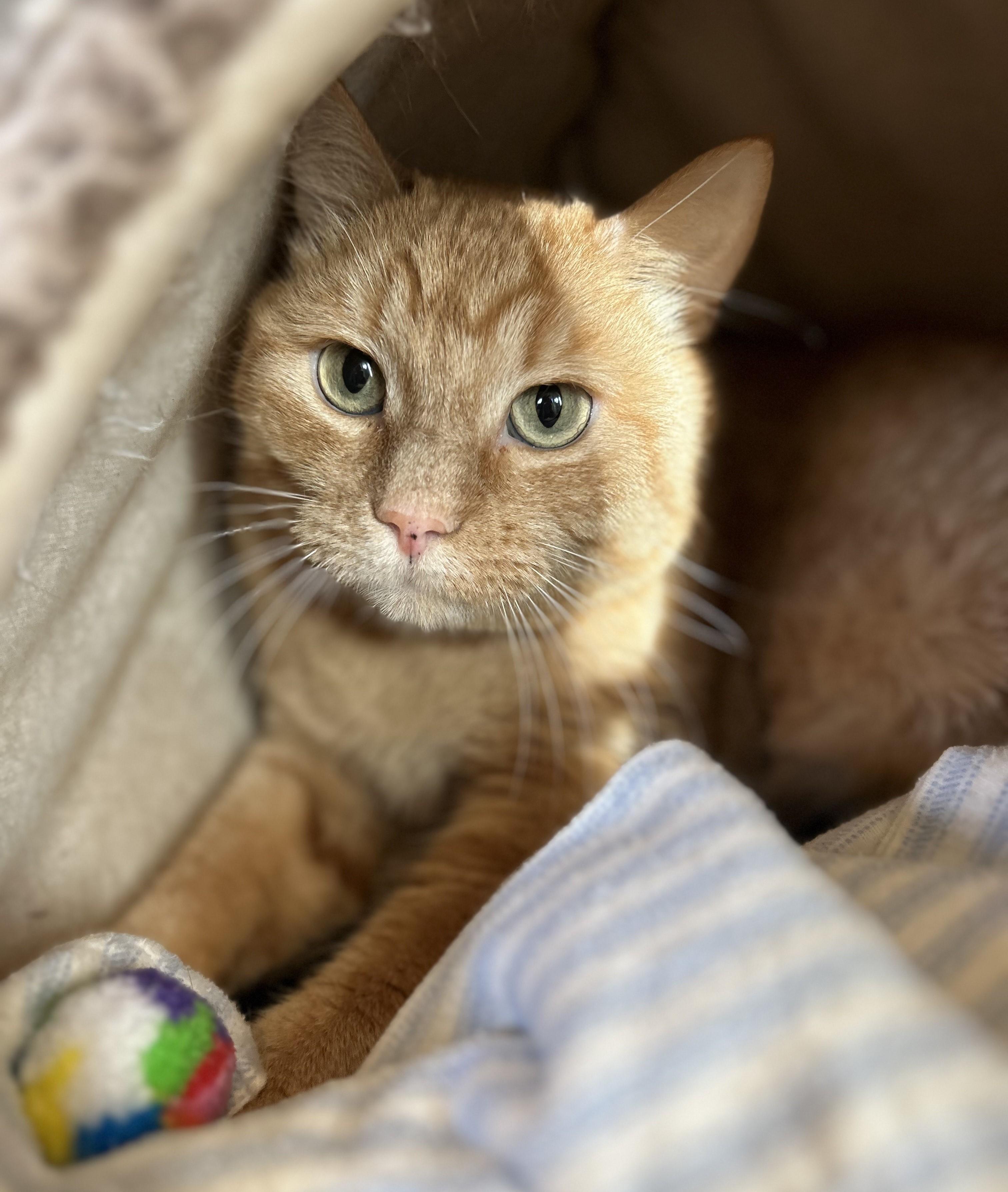 Kim Chi, an adopted mixed breed in Cedar Rapids, IA image 5/5