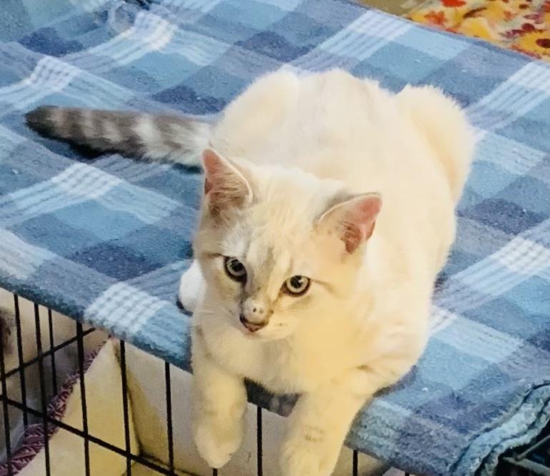 Joey, adopted, Young Male Domestic Short Hair.