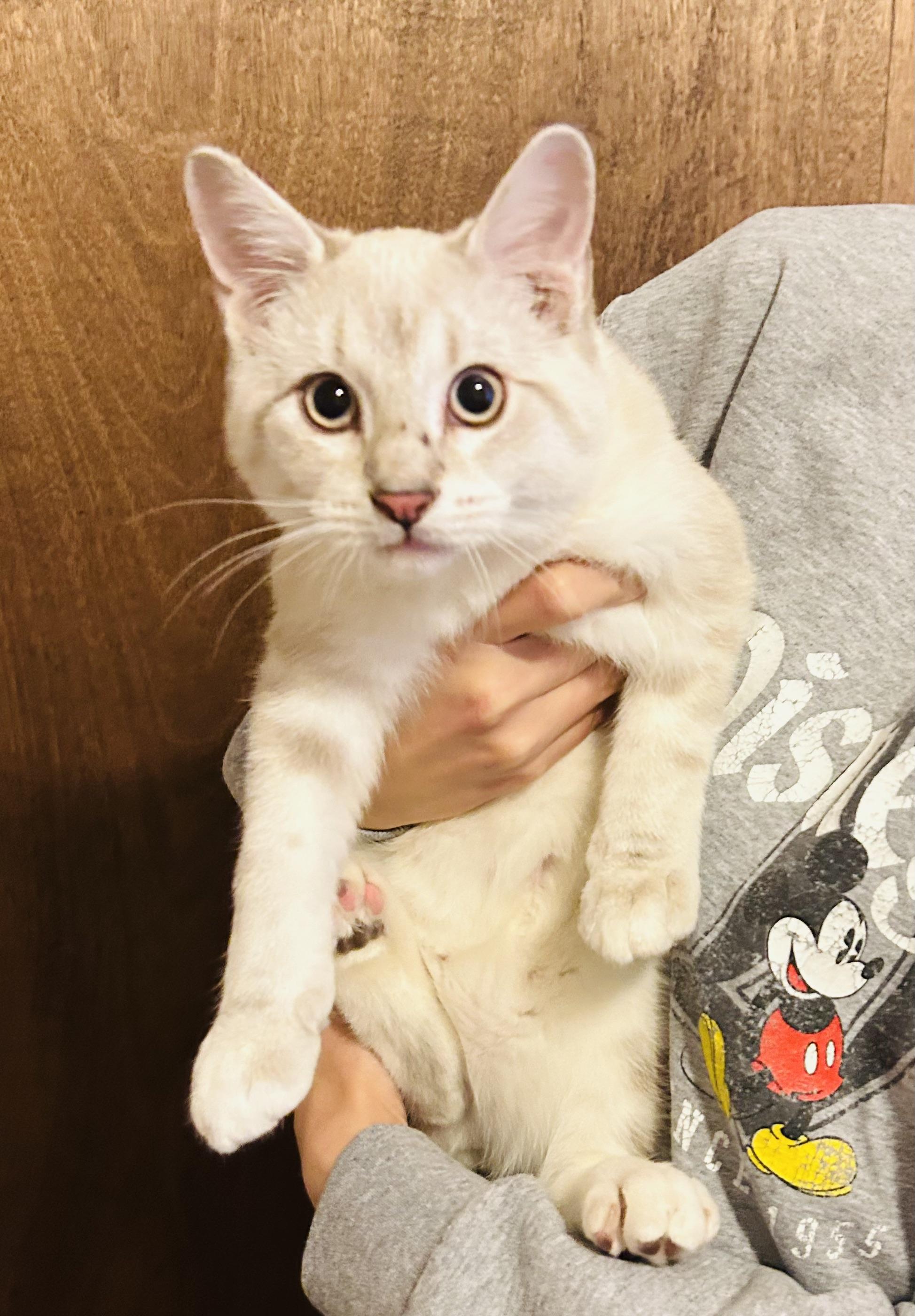 Enlarge Joey, an adopted Domestic Short Hair in Choctaw, OK image 4/4