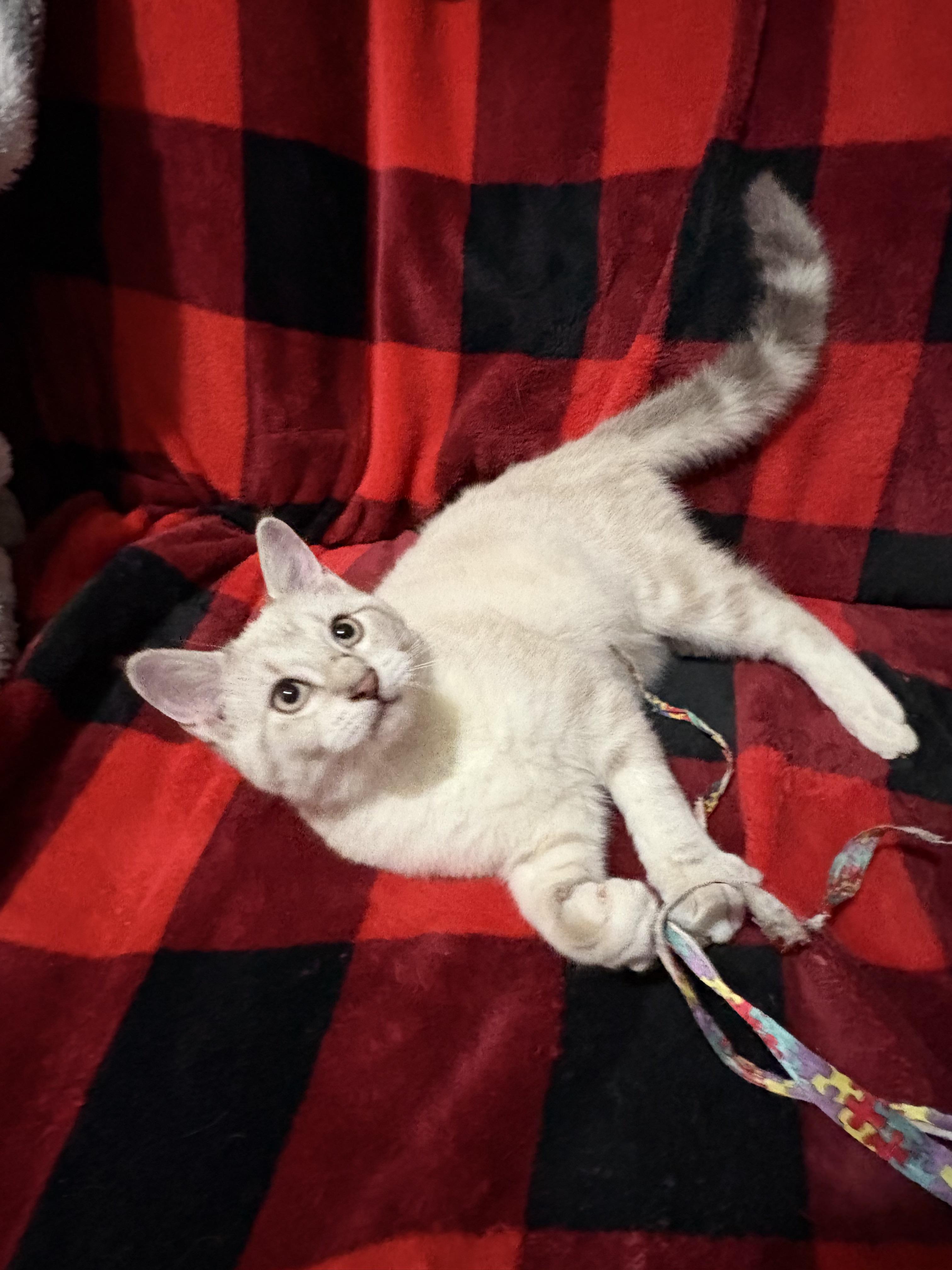 Enlarge Joey, an adopted Domestic Short Hair in Choctaw, OK image 3/4