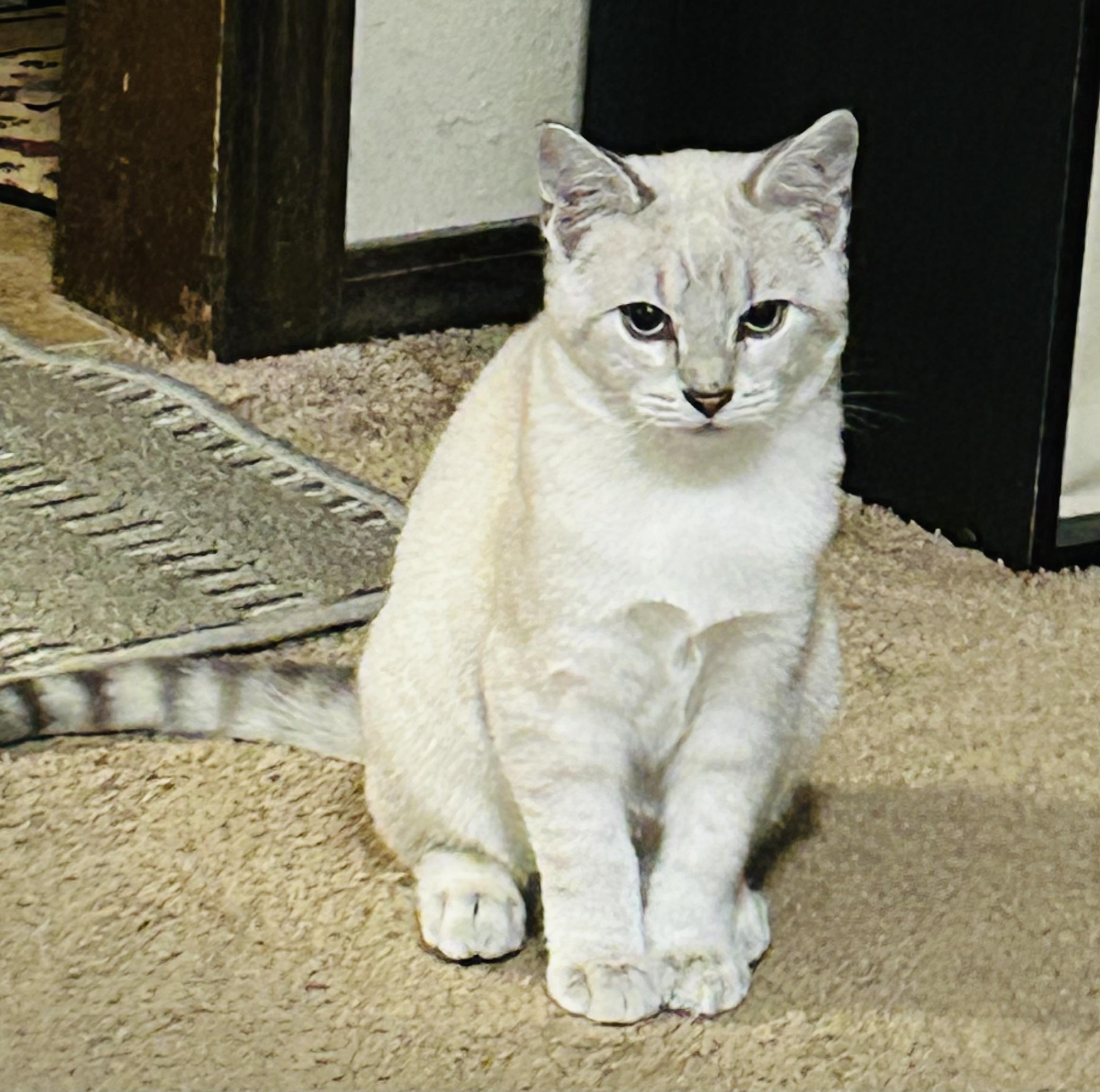 Enlarge Joey, an adopted Domestic Short Hair in Choctaw, OK image 2/4