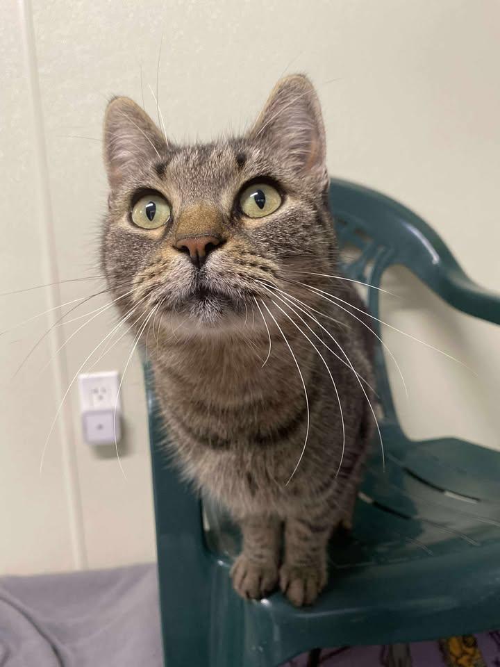 Jane, a Adoptable Domestic Short Hair in Winthrop, ME image 1/2