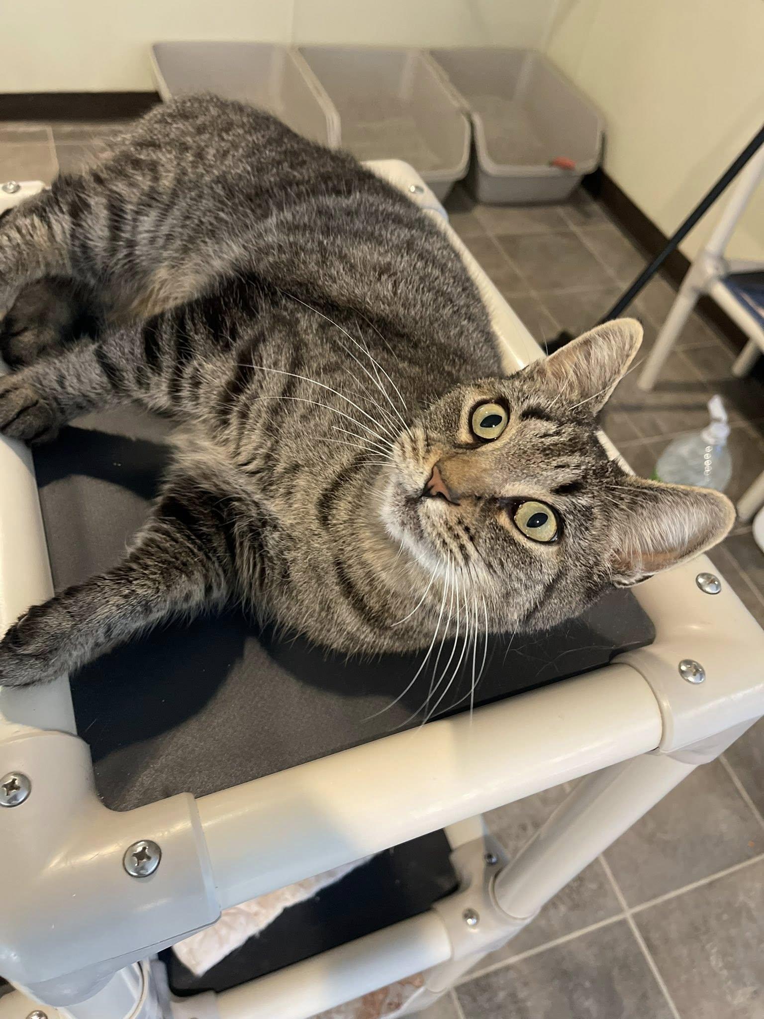 Jane, a Adoptable Domestic Short Hair in Winthrop, ME image 2/2