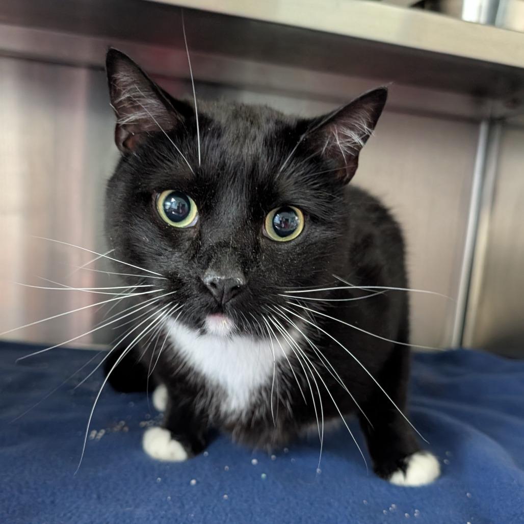 George, Adoptable, Adult Male Domestic Short Hair.