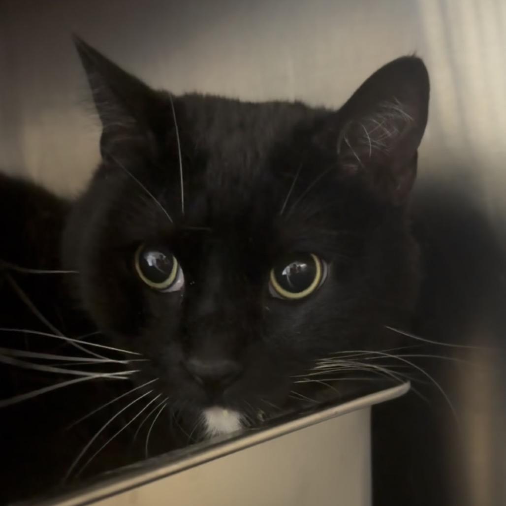 George, a Adoptable Domestic Short Hair in Independence, KS image 2/2