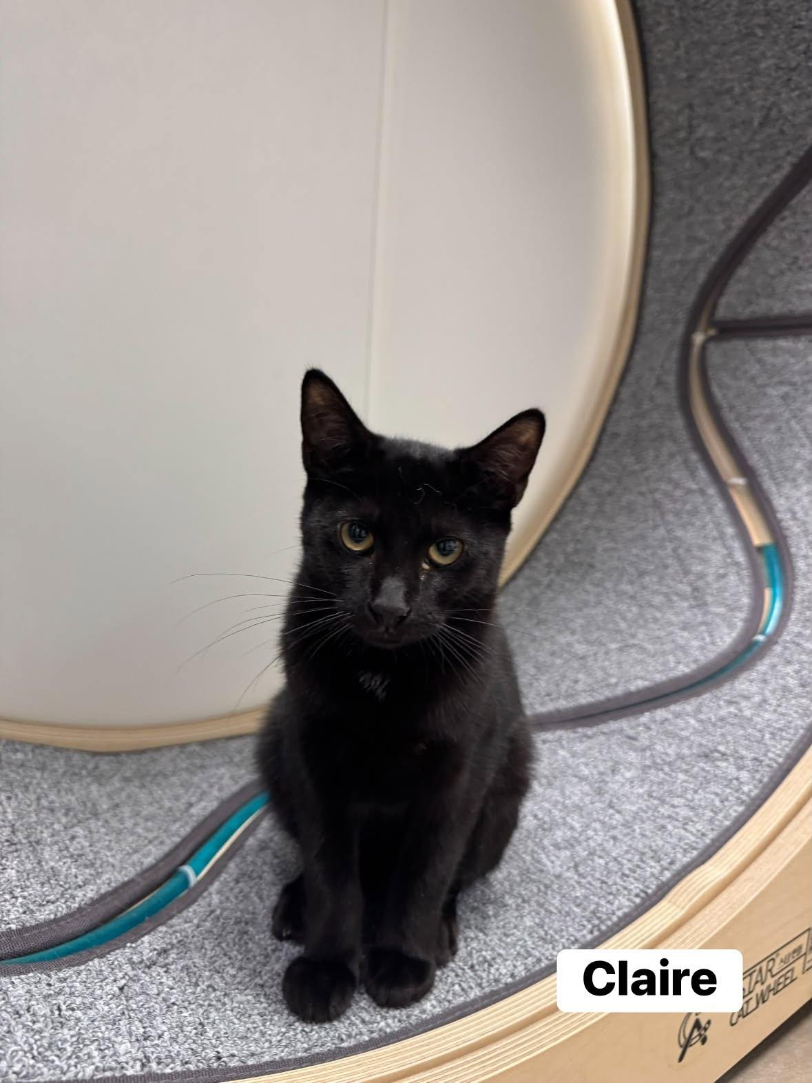 Enlarge Claire, a Adoptable Domestic Short Hair in Staten Island, NY image 2/2