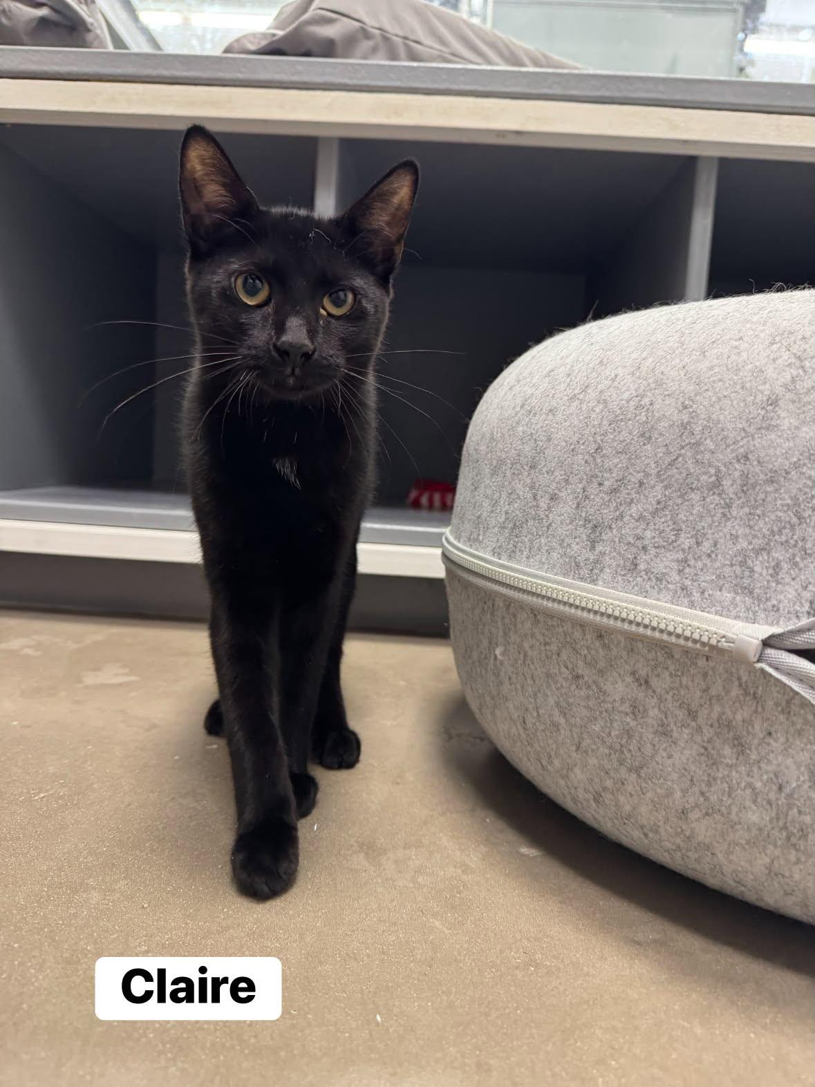 Claire, Adoptable, Kitten Female Domestic Short Hair.