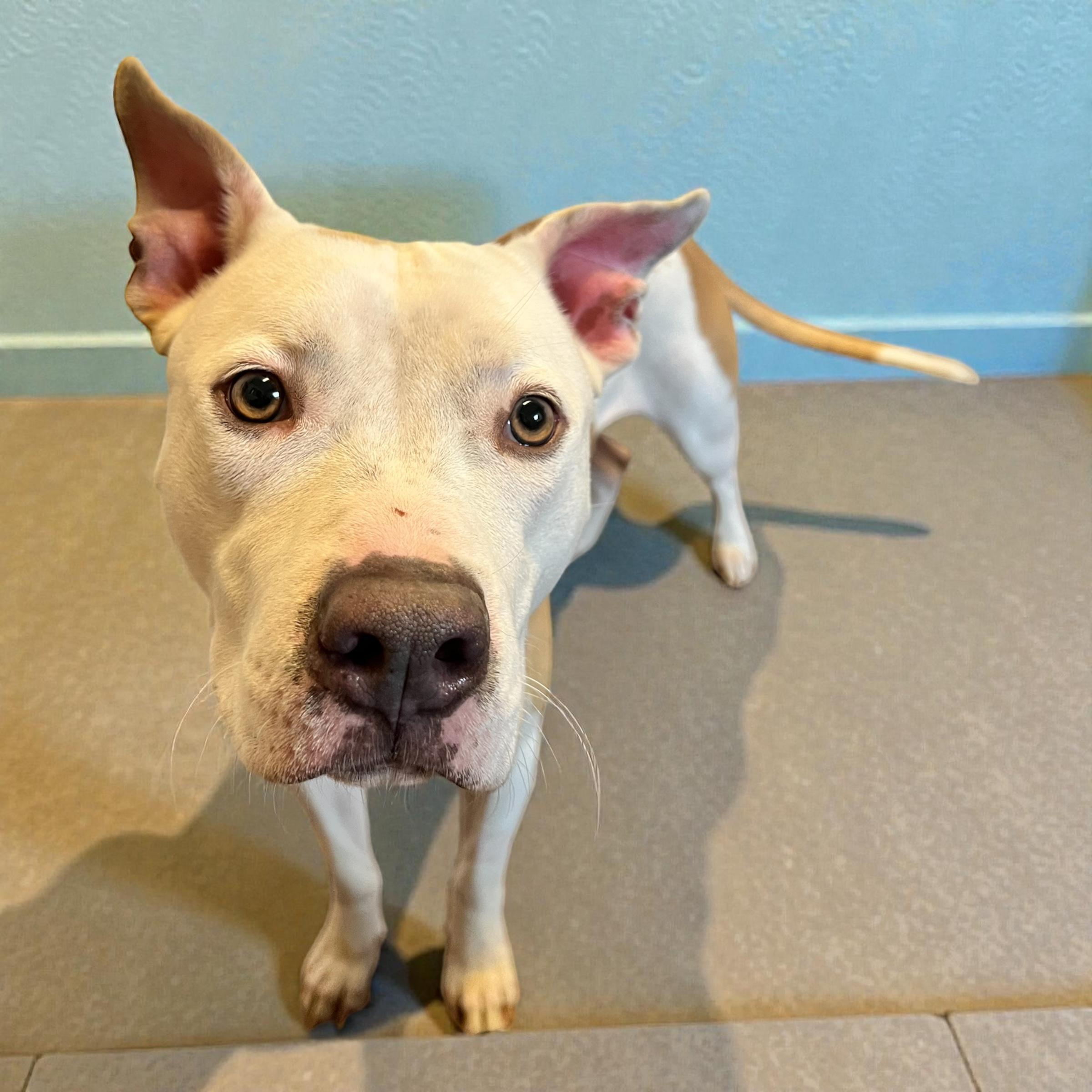 Enlarge Luna, a ADOPTABLE mixed breed in Horn Lake, MS image 3/5