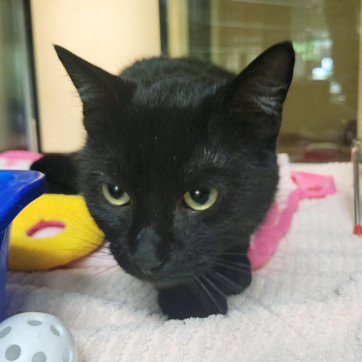 Bluegrass, Adoptable, Adult Male Domestic Short Hair.