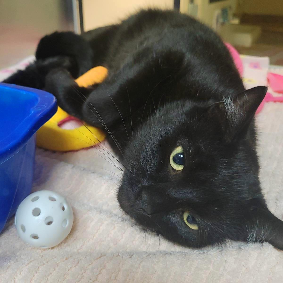 Bluegrass, a Adoptable Domestic Short Hair in Plover, WI image 2/2