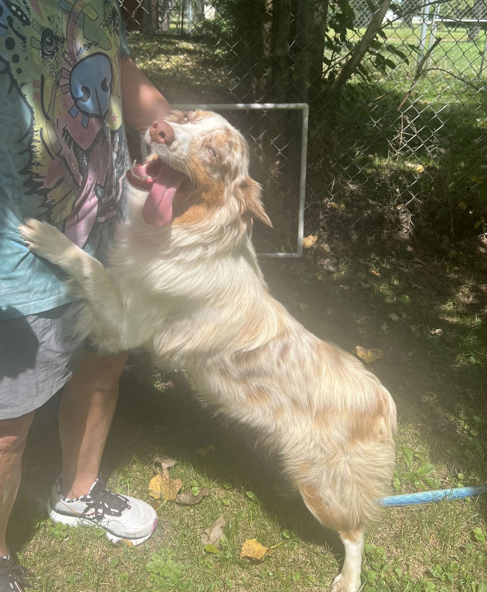 MADDY-Pending Adoption, a Adopted Australian Shepherd image 1/3
