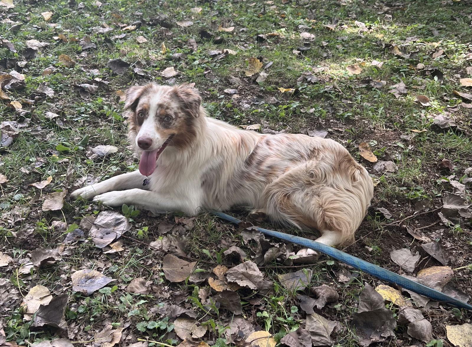 MADDY-Pending Adoption, a Adopted Australian Shepherd image 2/3