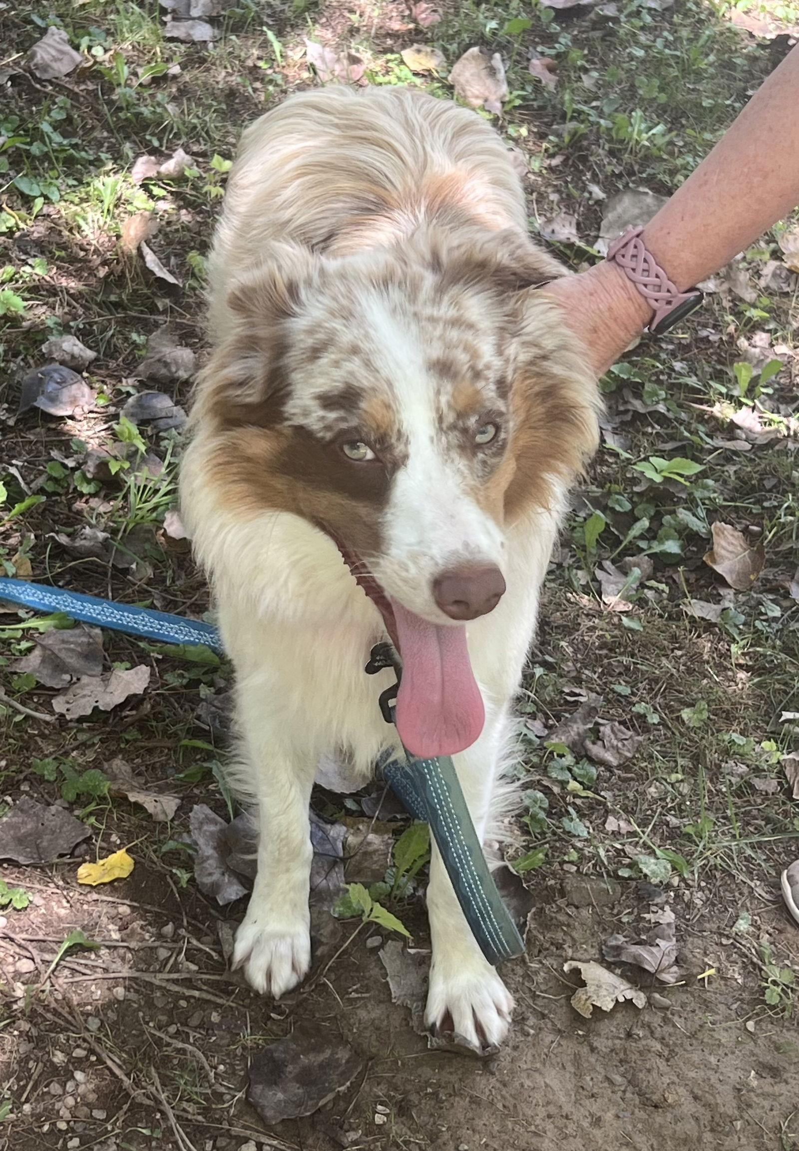 MADDY-Pending Adoption, a Adopted Australian Shepherd image 3/3