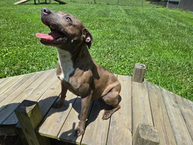 Smores, a ADOPTABLE Mixed Breed in Point Pleasant, WV image 2/3