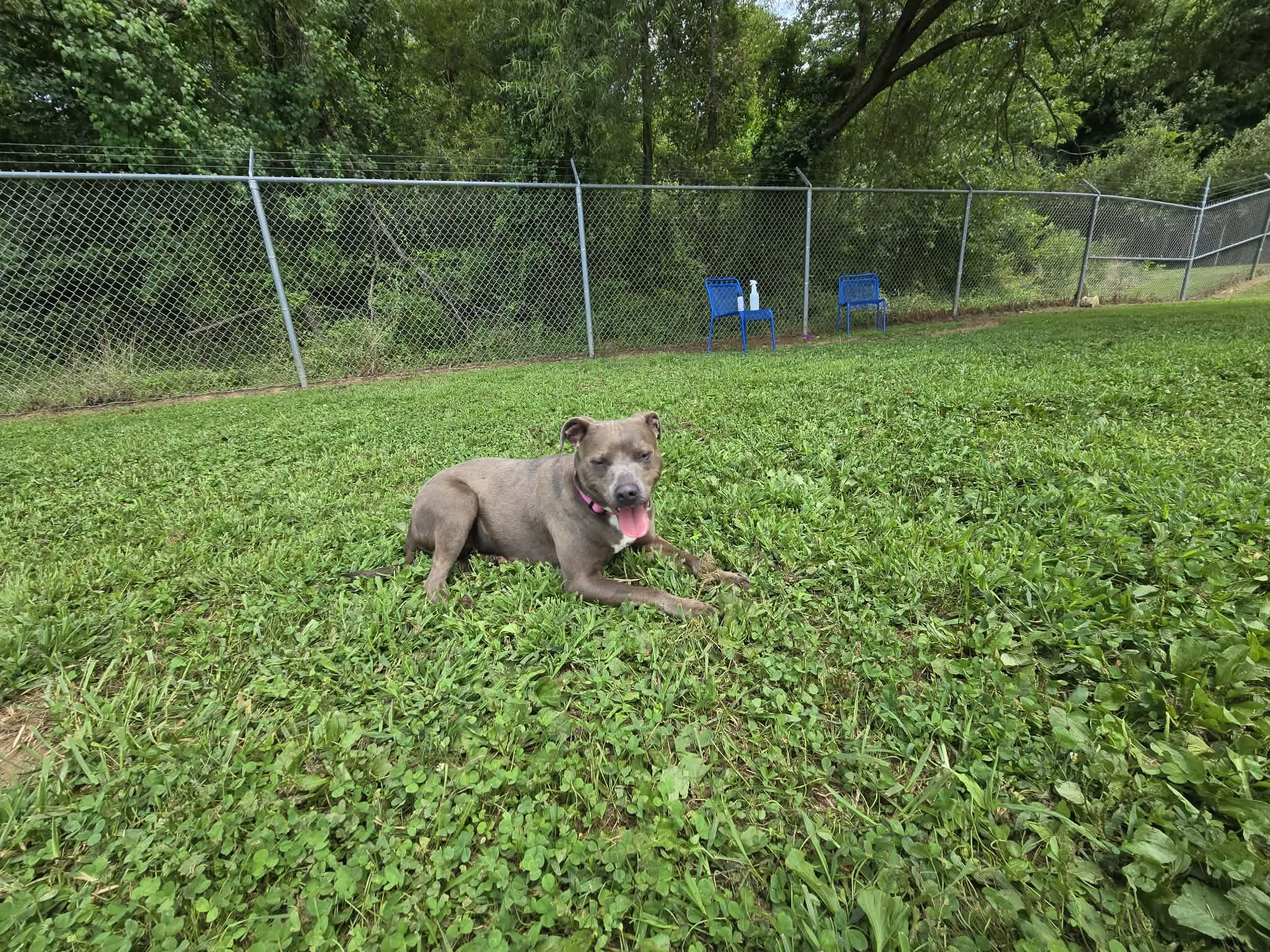 Smores, a ADOPTABLE Mixed Breed in Point Pleasant, WV image 3/3