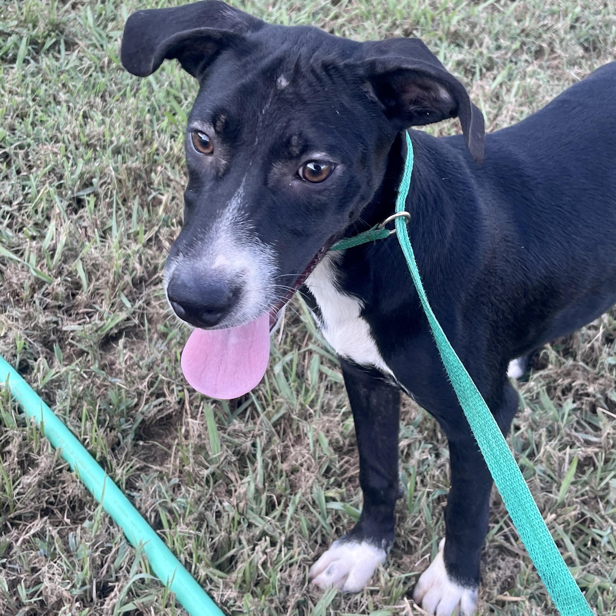 Fudgescicle, Adoptable, Adult Female Labrador Retriever & Jack Russell Terrier.