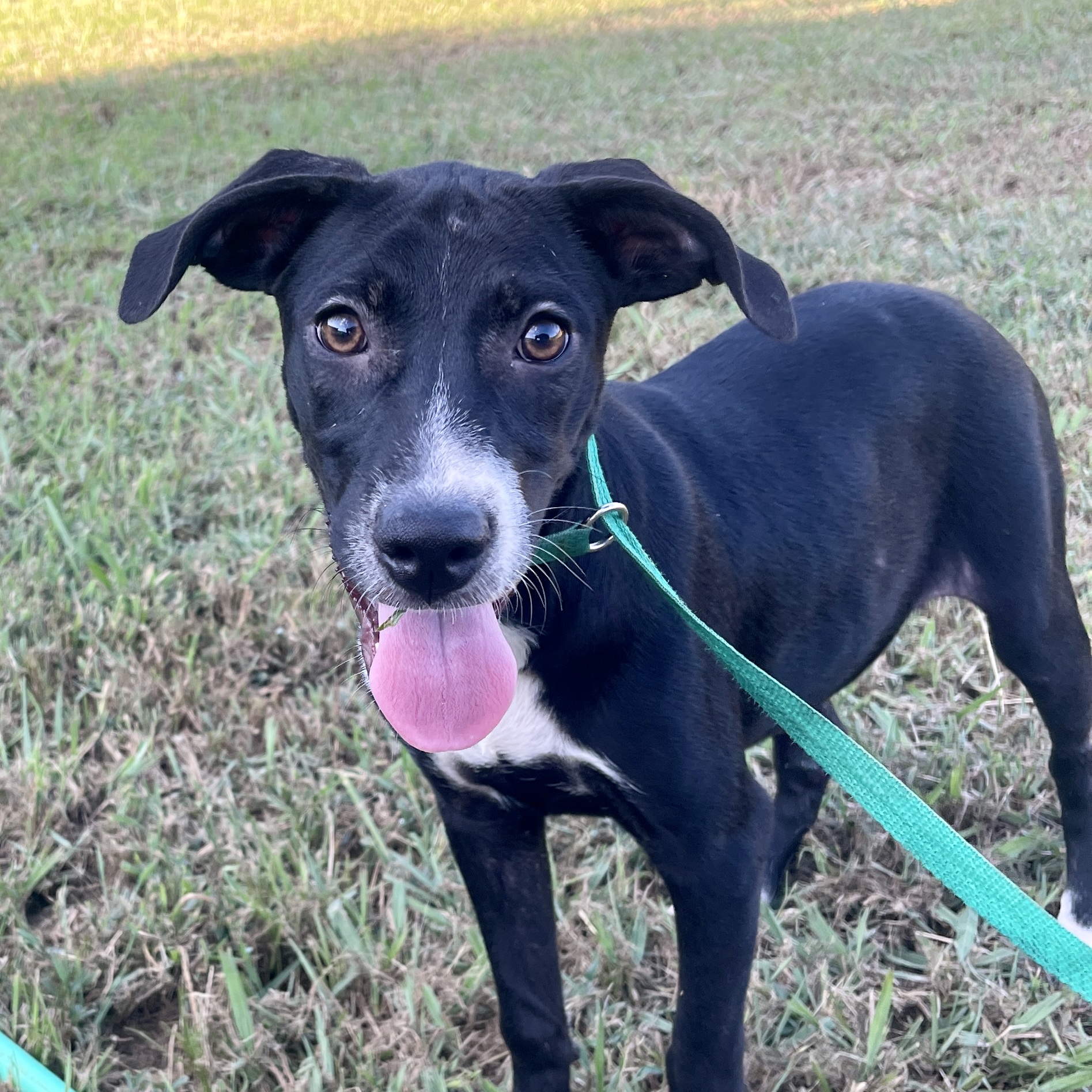 Fudgescicle, a Adoptable mixed breed in Ridgefield, NJ image 2/6
