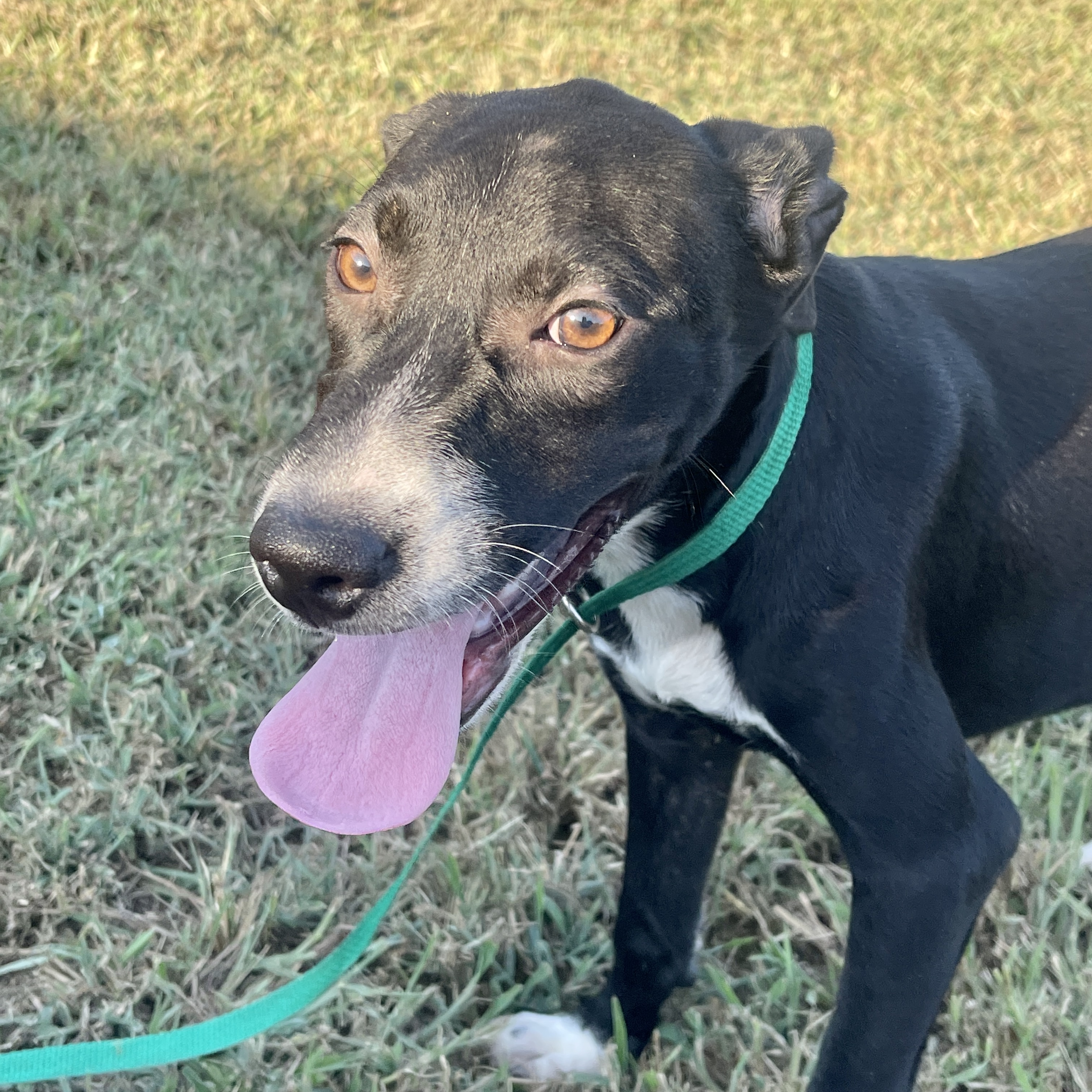 Fudgescicle thumbnail 3