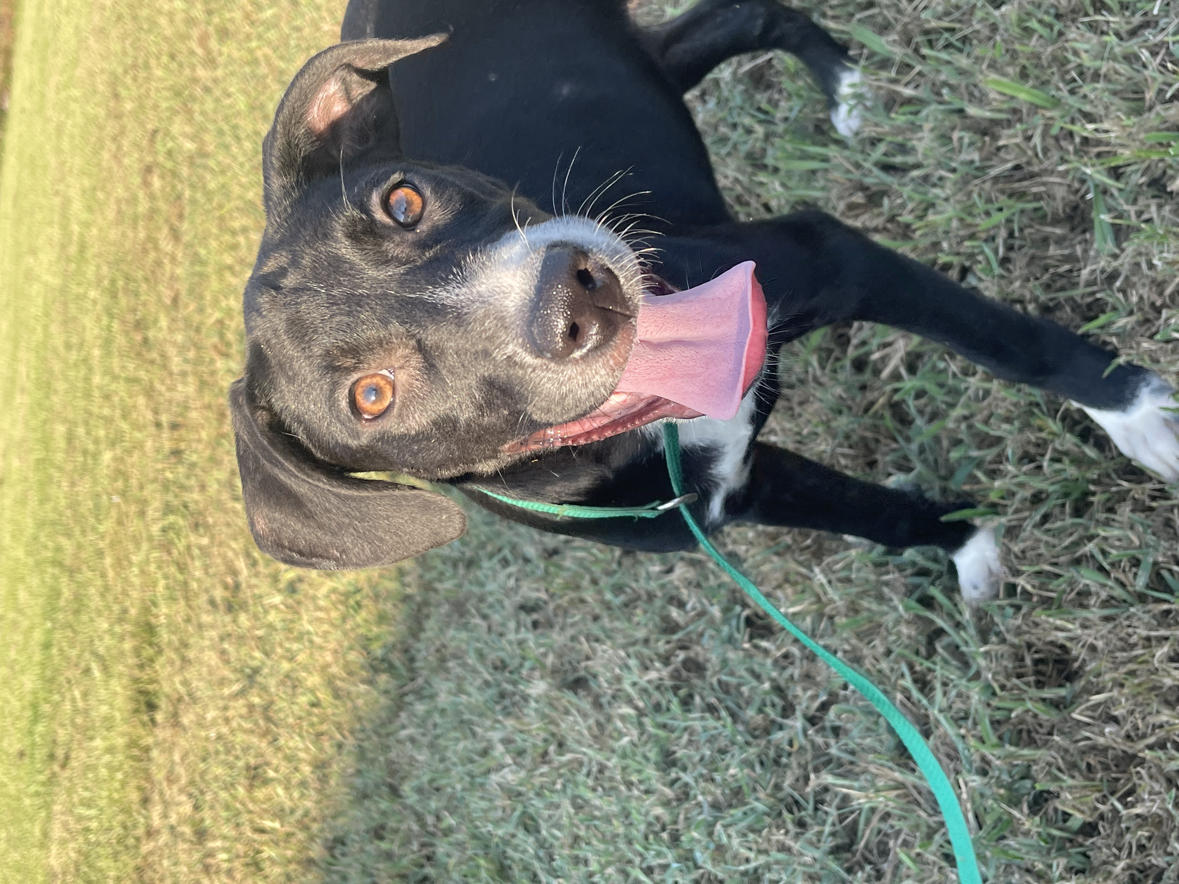 Fudgescicle, a Adoptable mixed breed in Ridgefield, NJ image 4/6