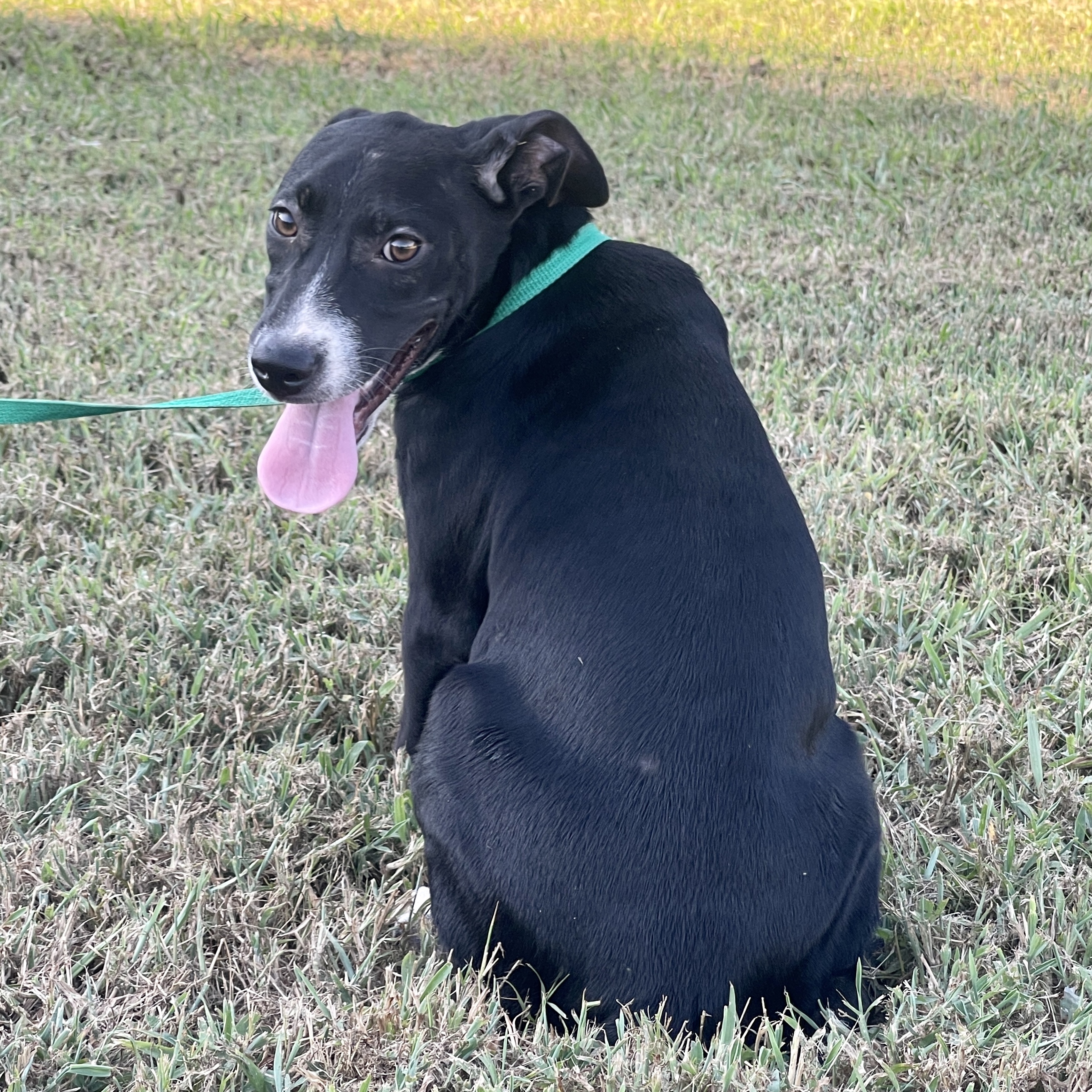 Fudgescicle, a Adoptable mixed breed in Ridgefield, NJ image 5/6