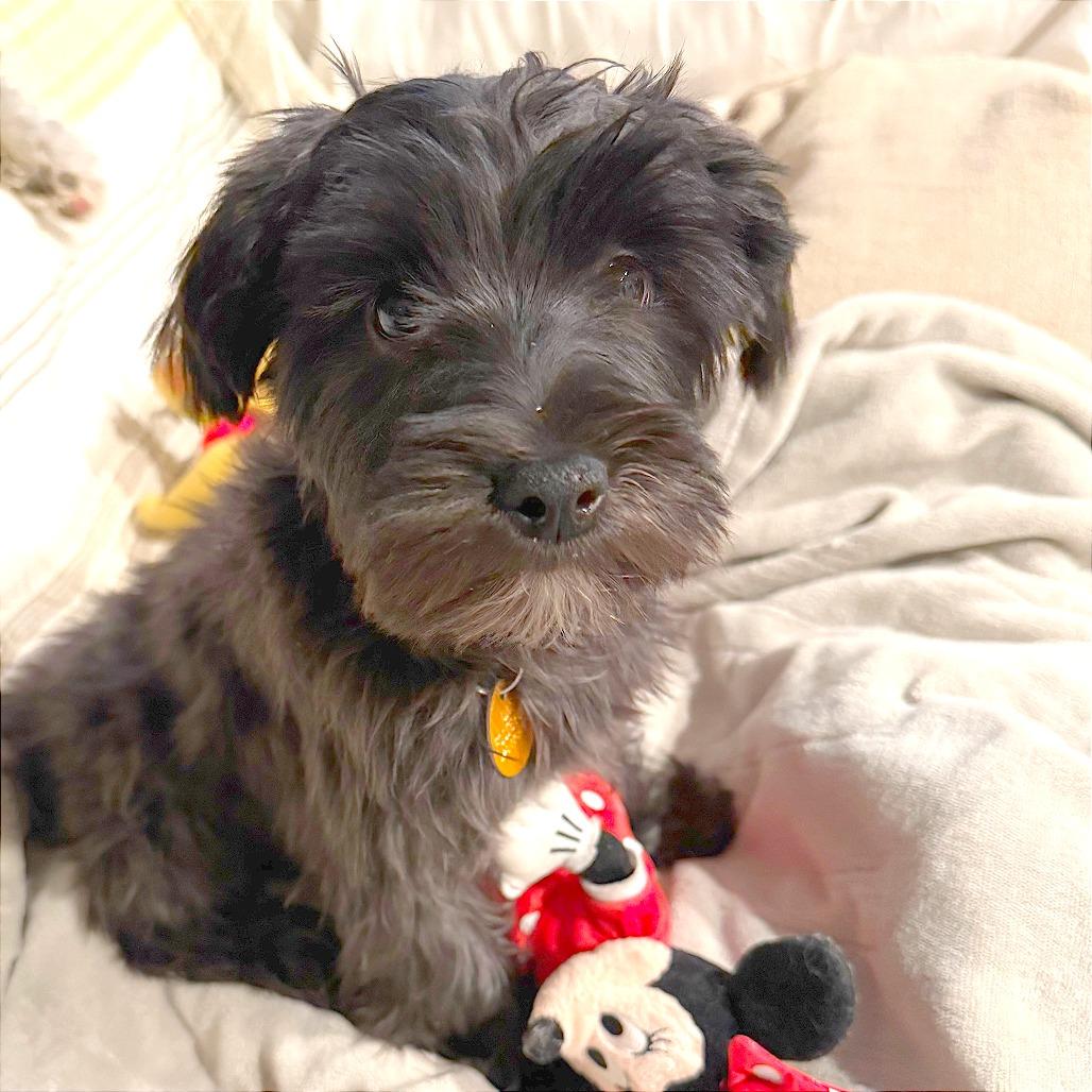 Charlie — thumbnail 3