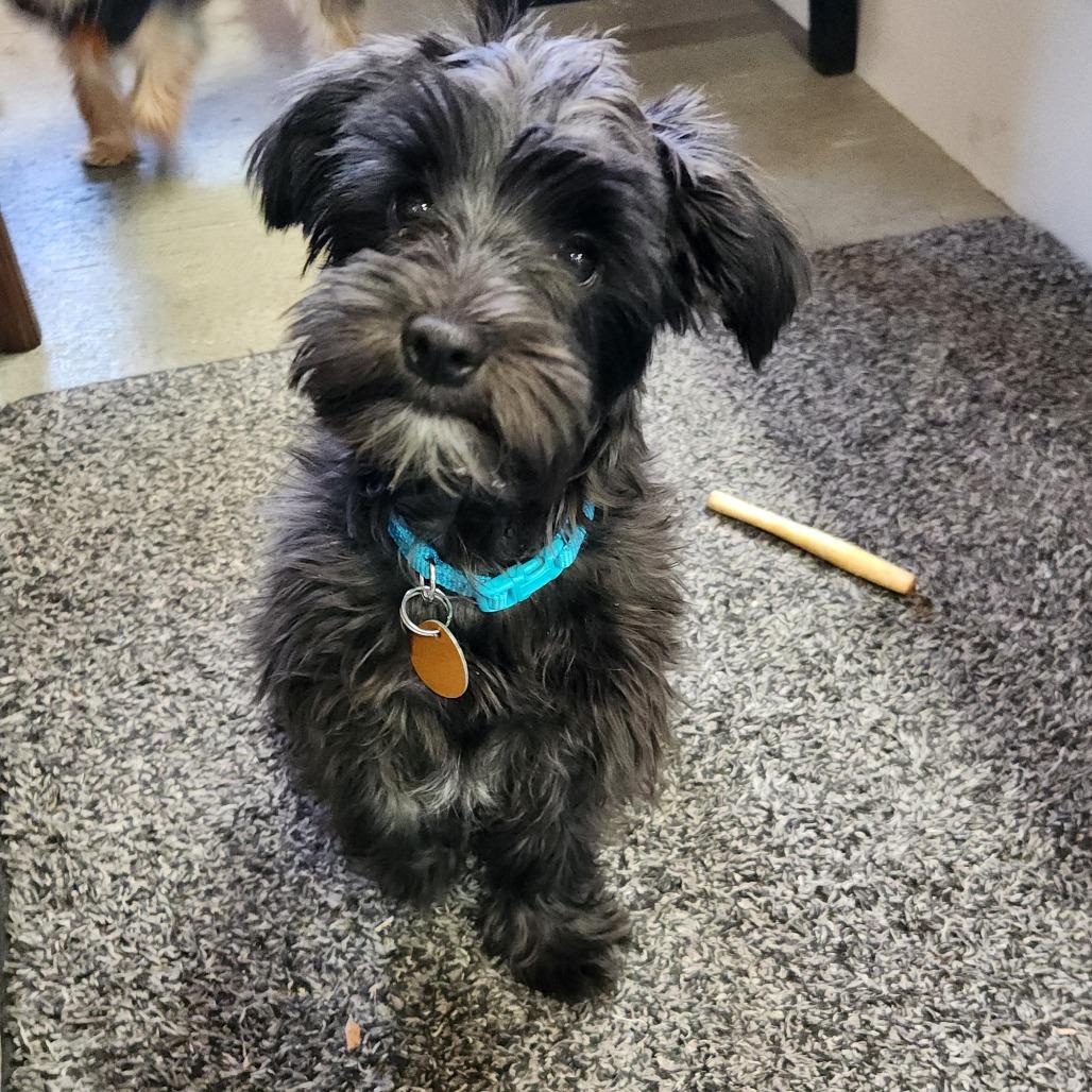 Charlie — thumbnail 4