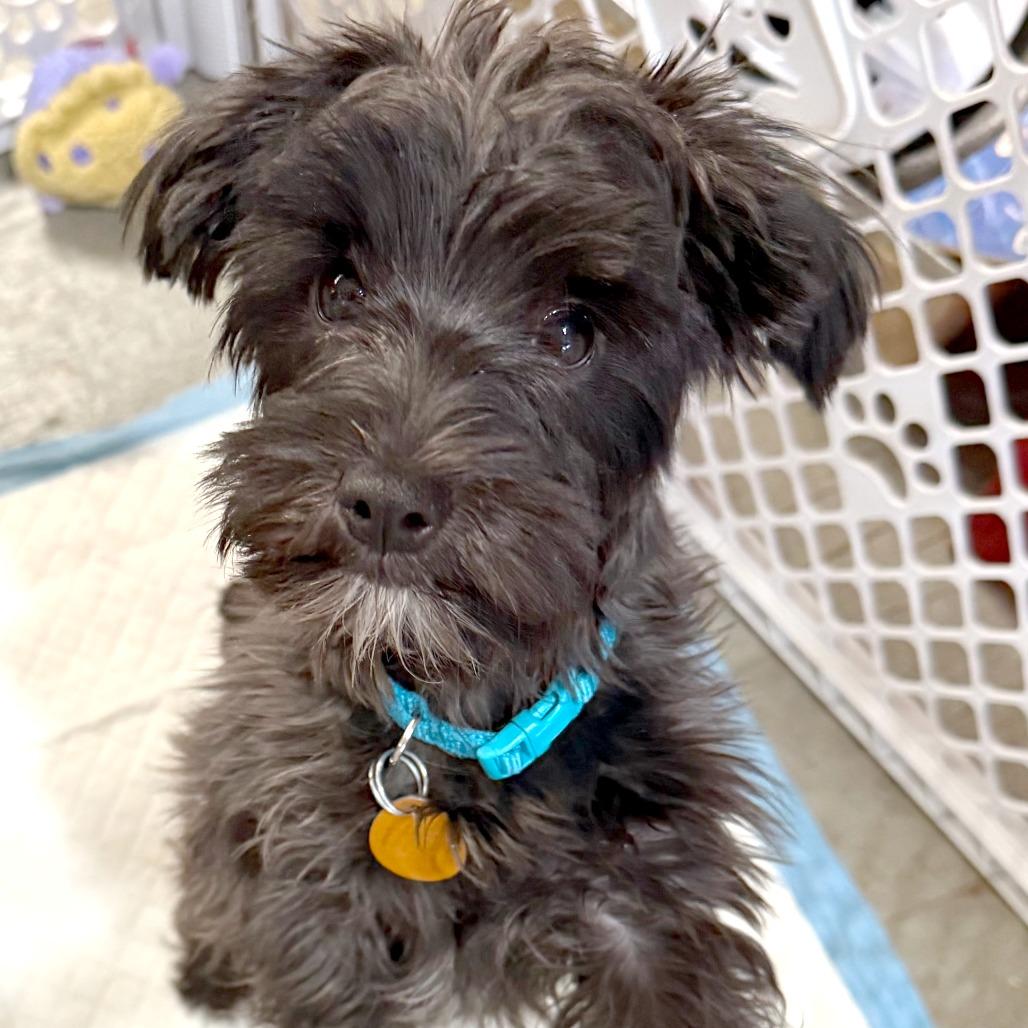 Charlie — thumbnail 5