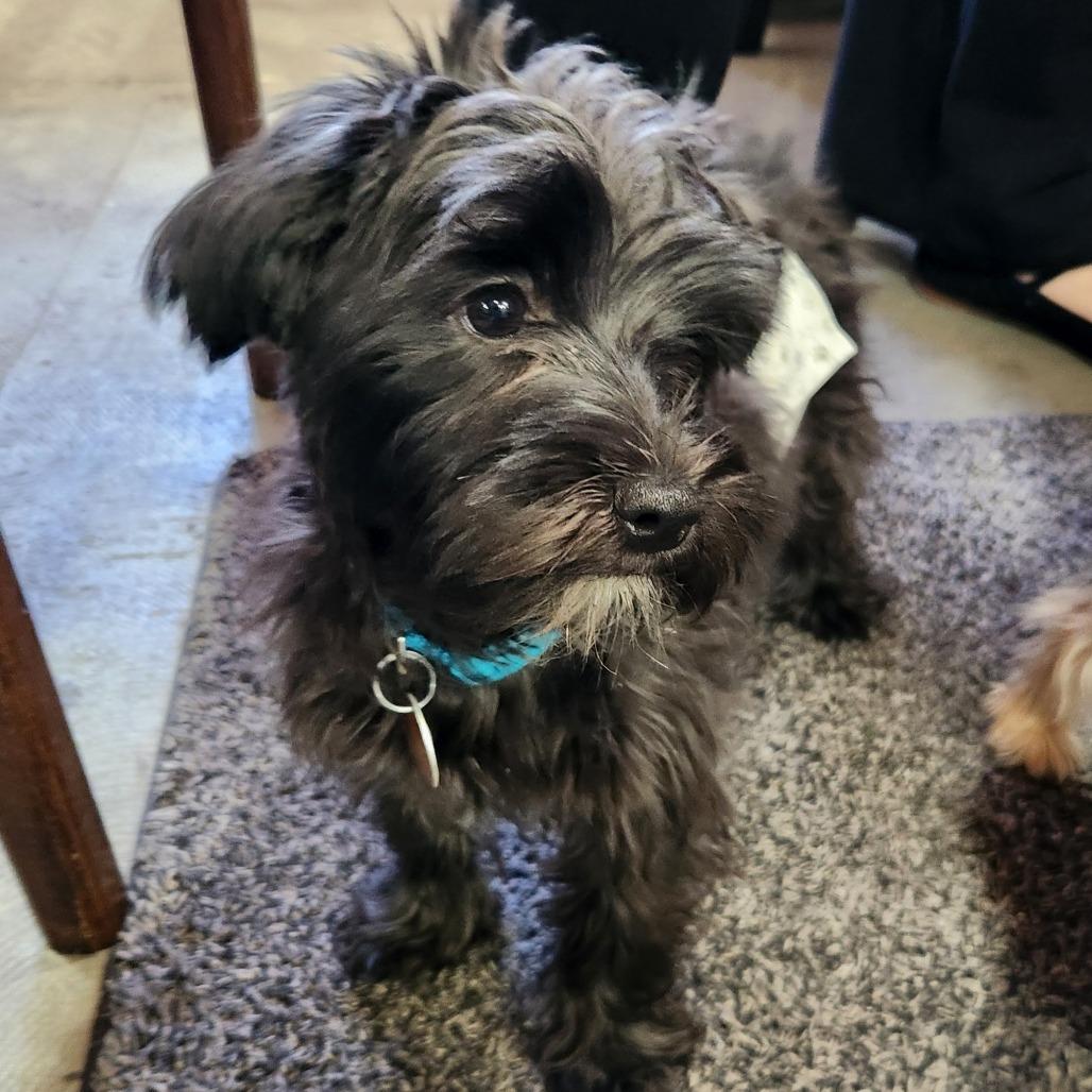 Charlie — thumbnail 6