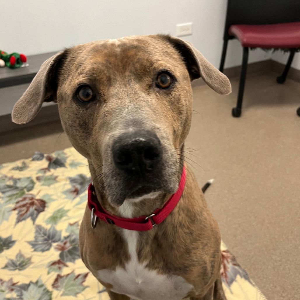 Bernie, Adoptable, Adult Male American Bulldog & Pit Bull Terrier.