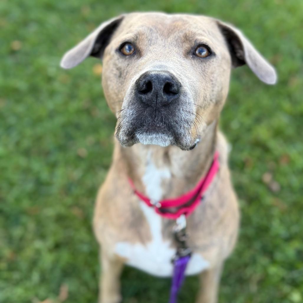 Bernie, Adoptable, Adult Male American Bulldog & Pit Bull Terrier.