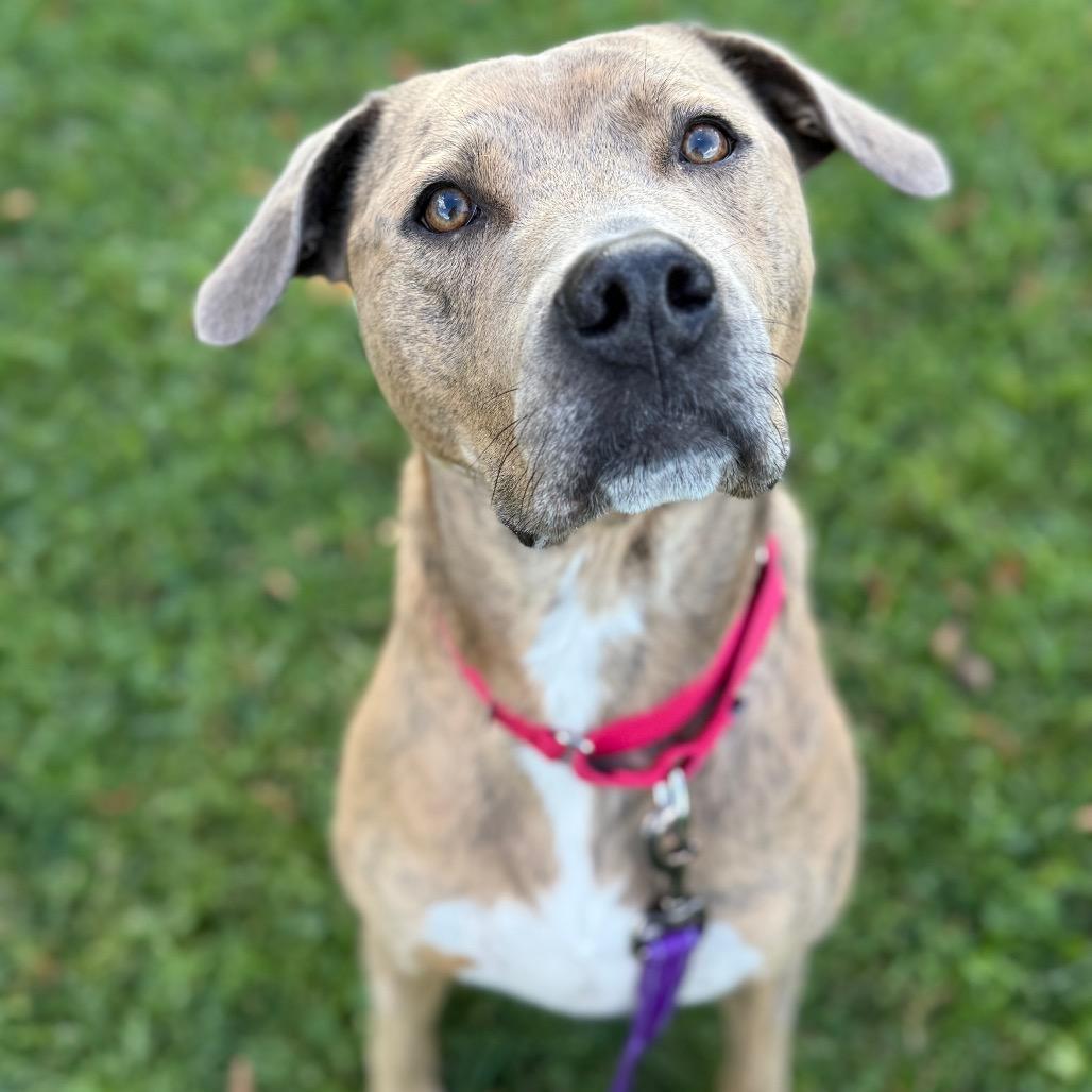 Bernie, a Adoptable mixed breed in South Elgin, IL image 3/6
