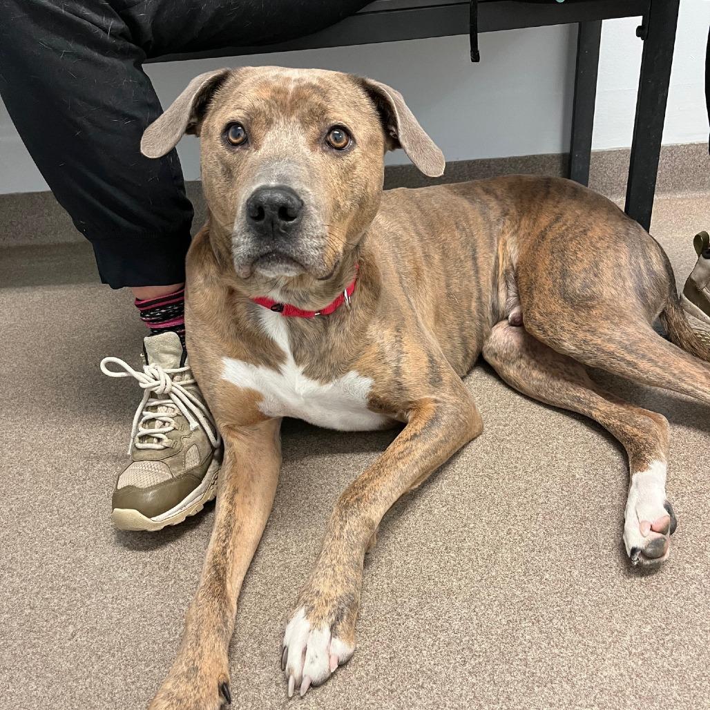 Bernie, a Adoptable mixed breed in South Elgin, IL image 4/6