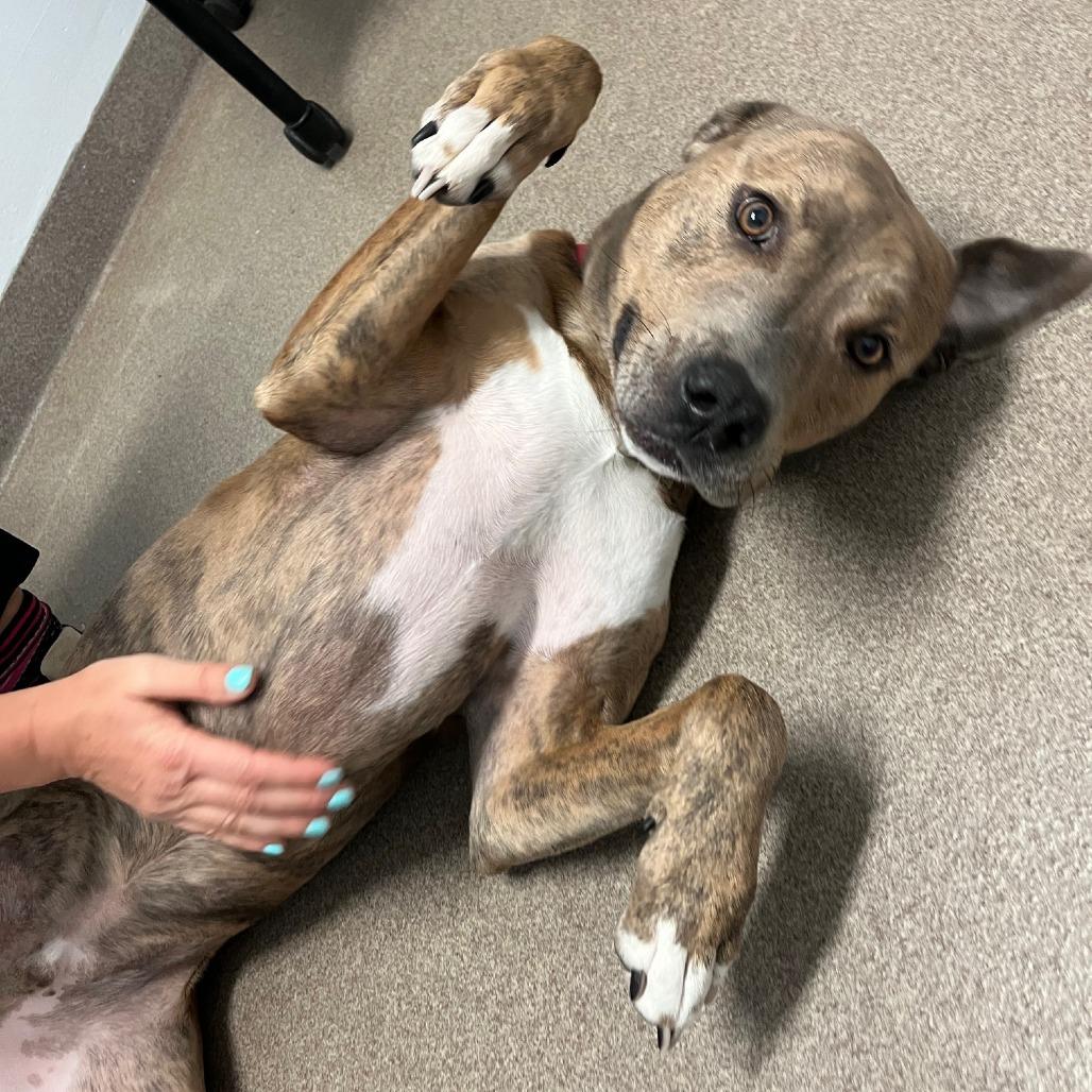 Bernie, a Adoptable mixed breed in South Elgin, IL image 5/6