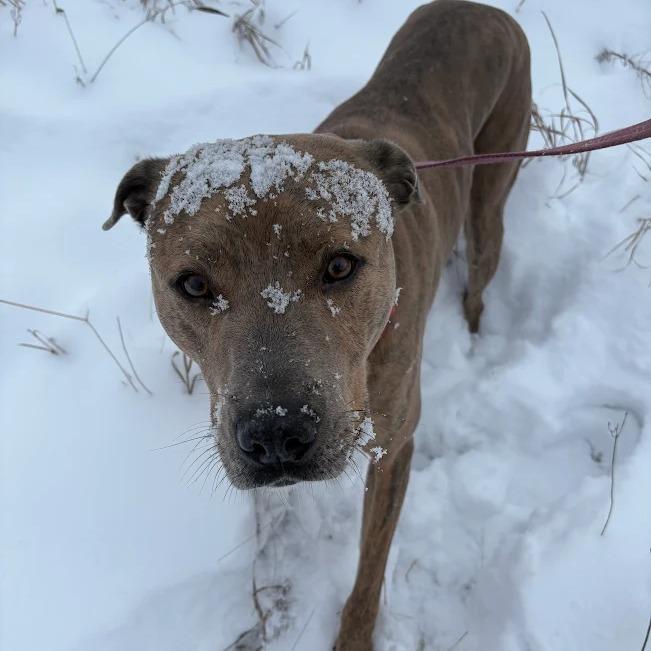 Bernie, a Adoptable mixed breed in South Elgin, IL image 6/6