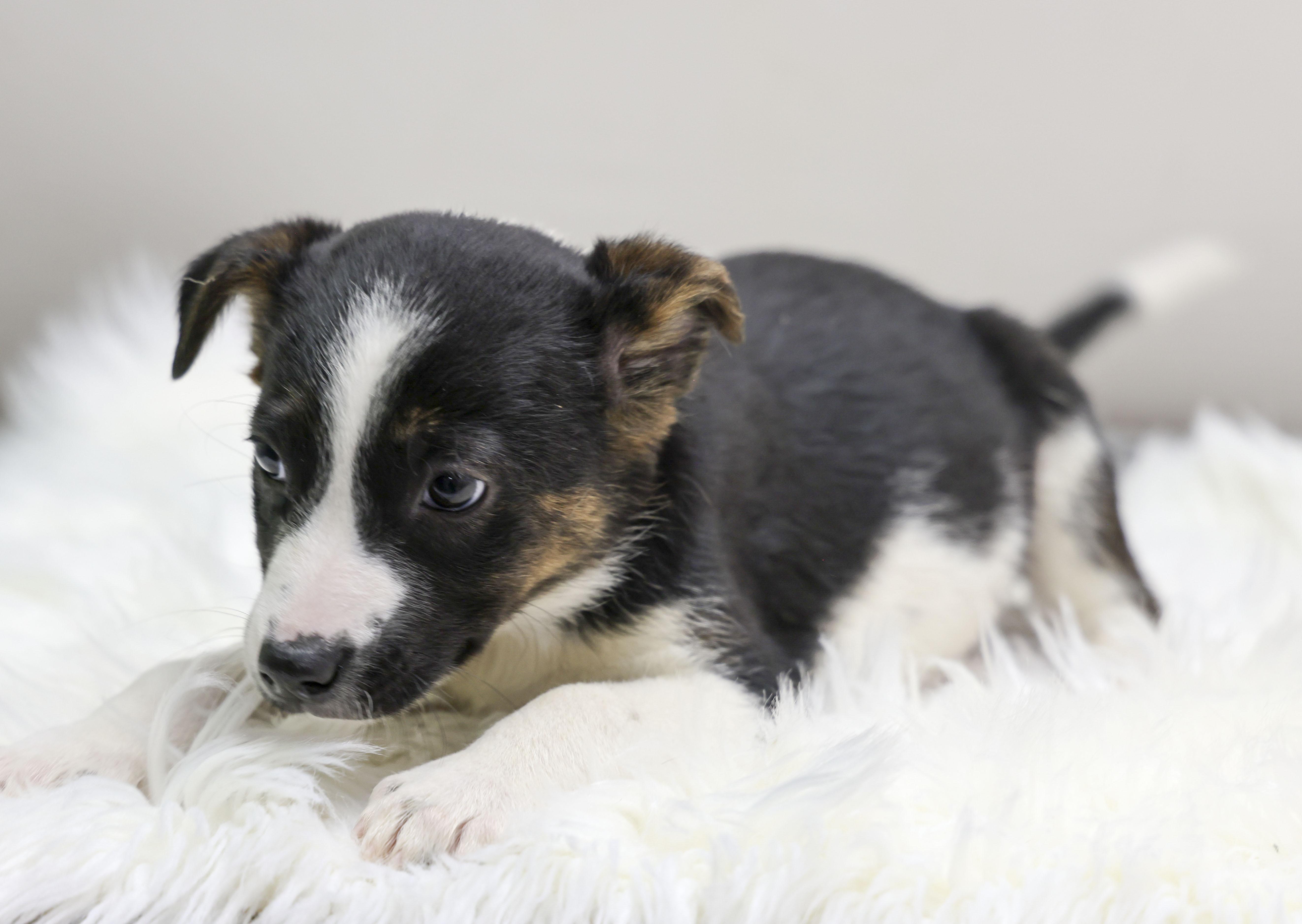 The Cattle Dog Ladies -- Artemis, a Adoptable mixed breed in Casa Grande, AZ image 4/4