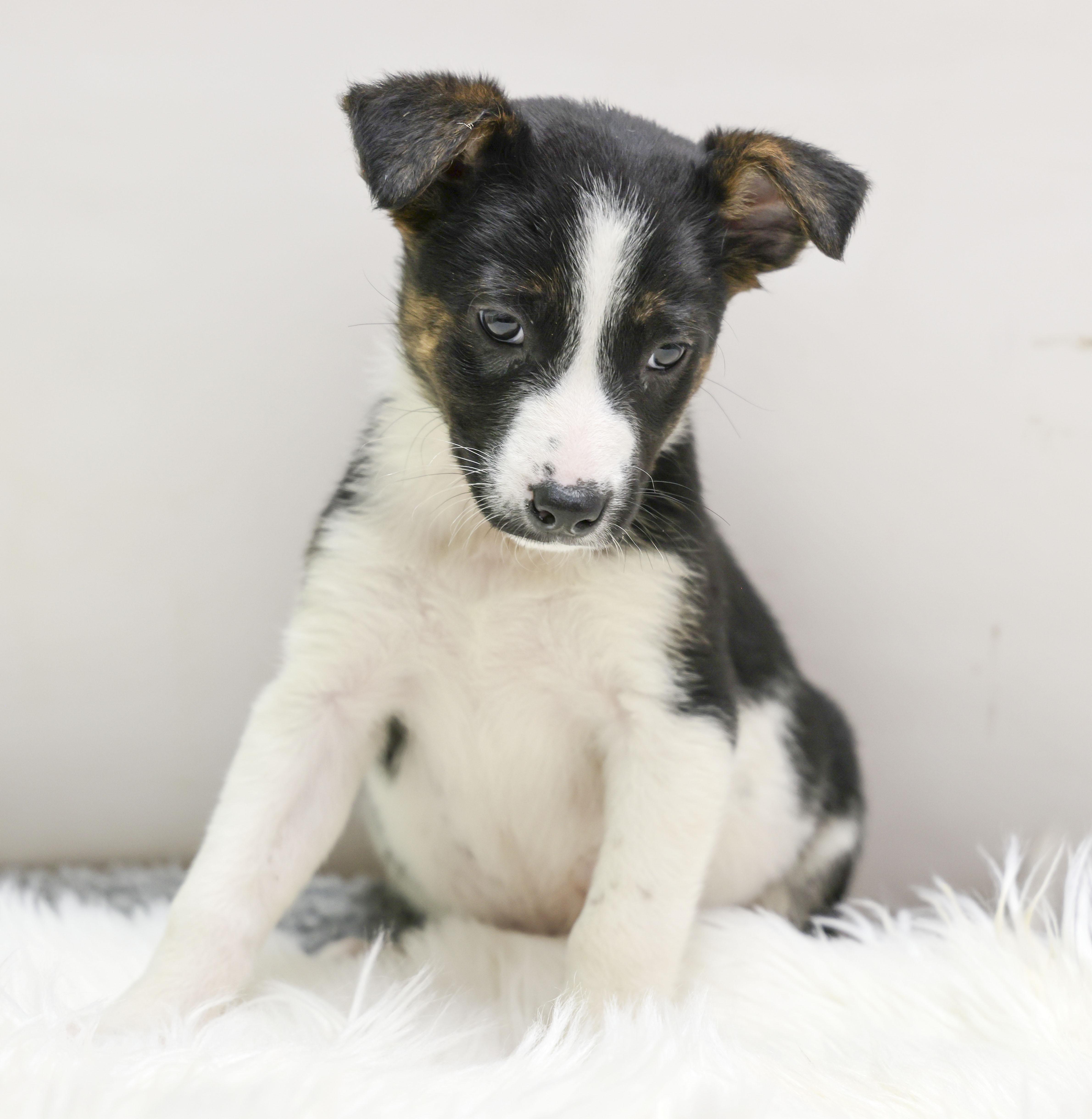 The Cattle Dog Ladies -- Artemis, Adoptable, Puppy Female Cattle Dog.