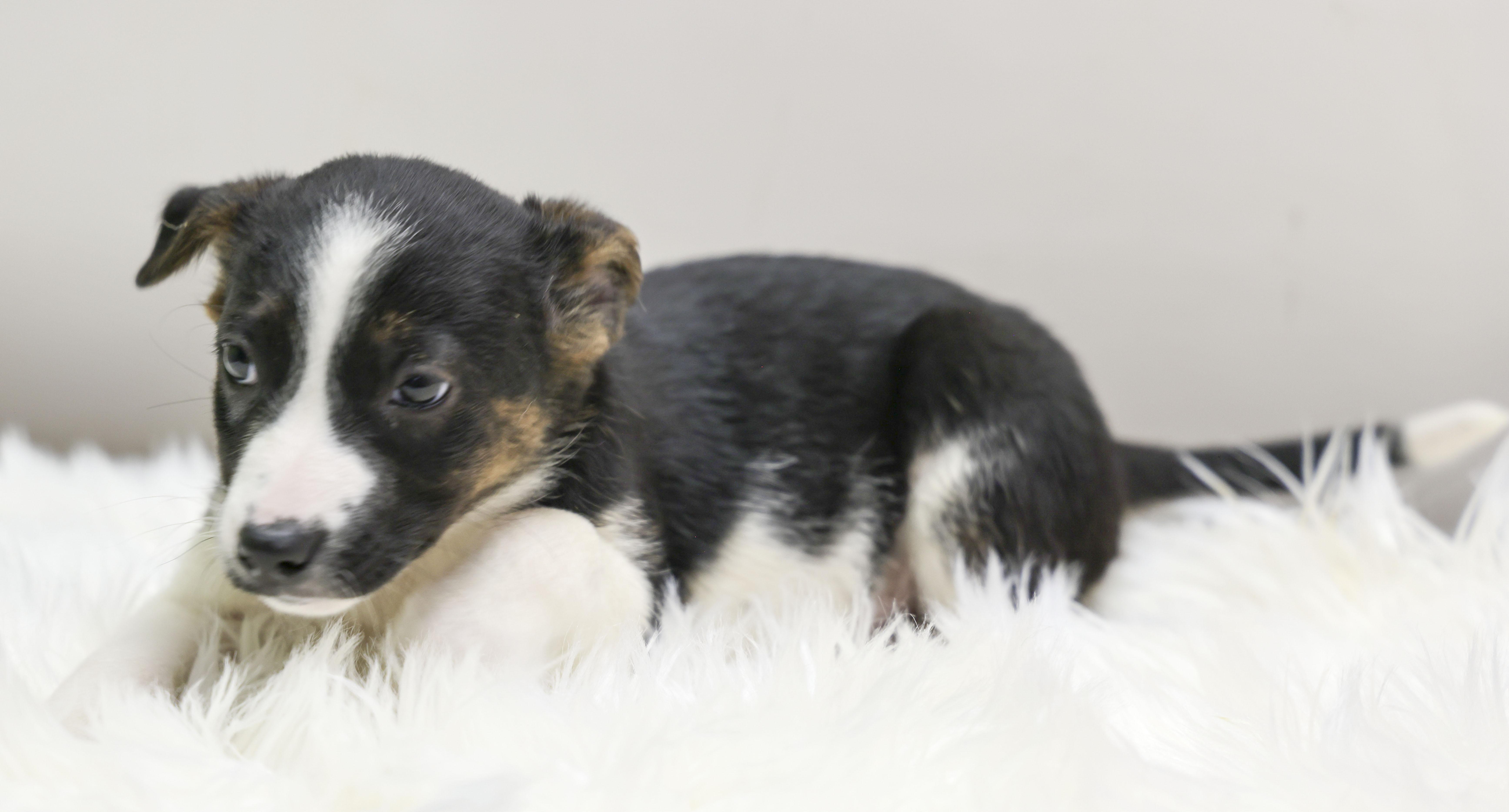 The Cattle Dog Ladies -- Artemis, a Adoptable mixed breed in Casa Grande, AZ image 2/4