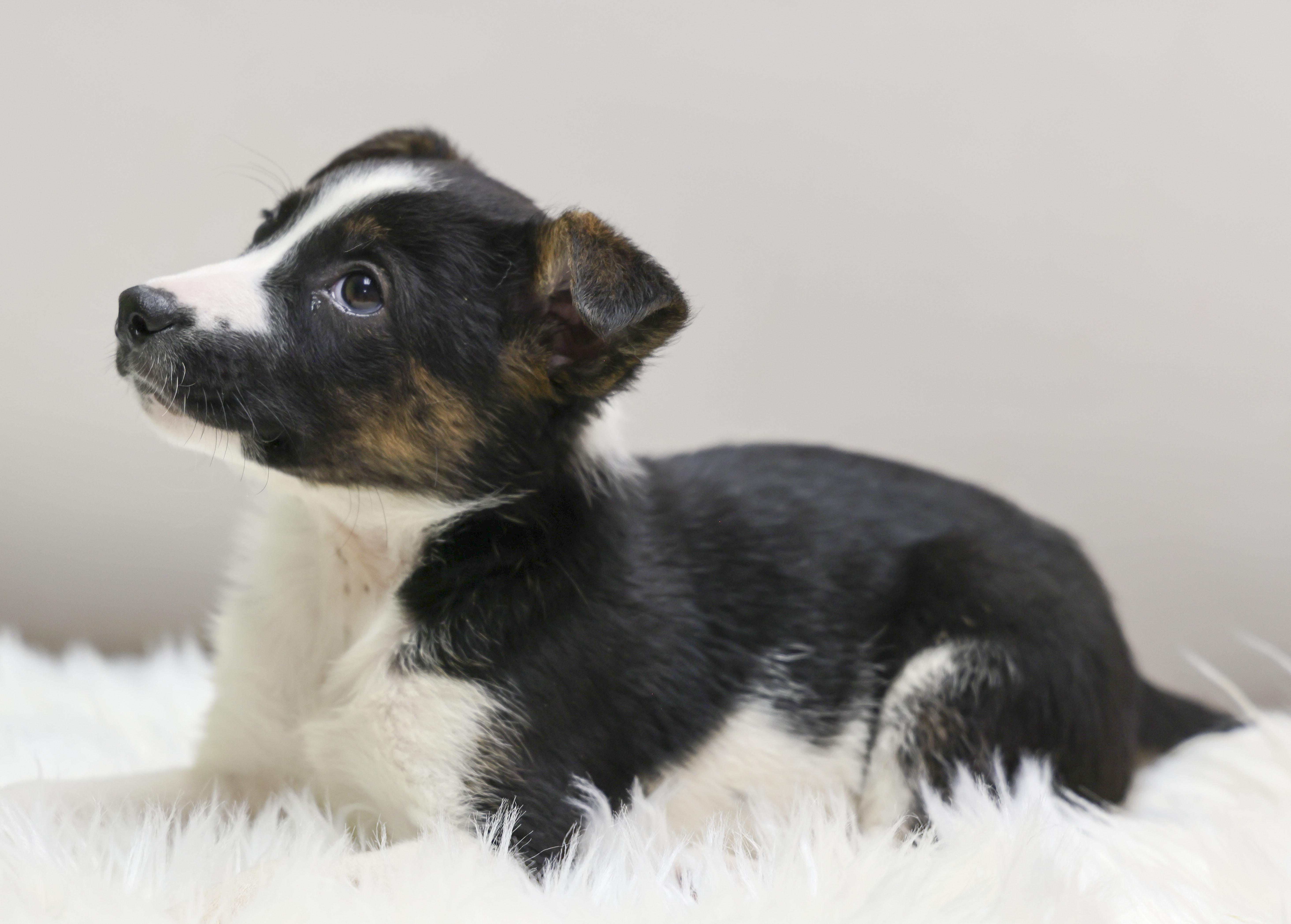 The Cattle Dog Ladies -- Artemis, a Adoptable mixed breed in Casa Grande, AZ image 3/4