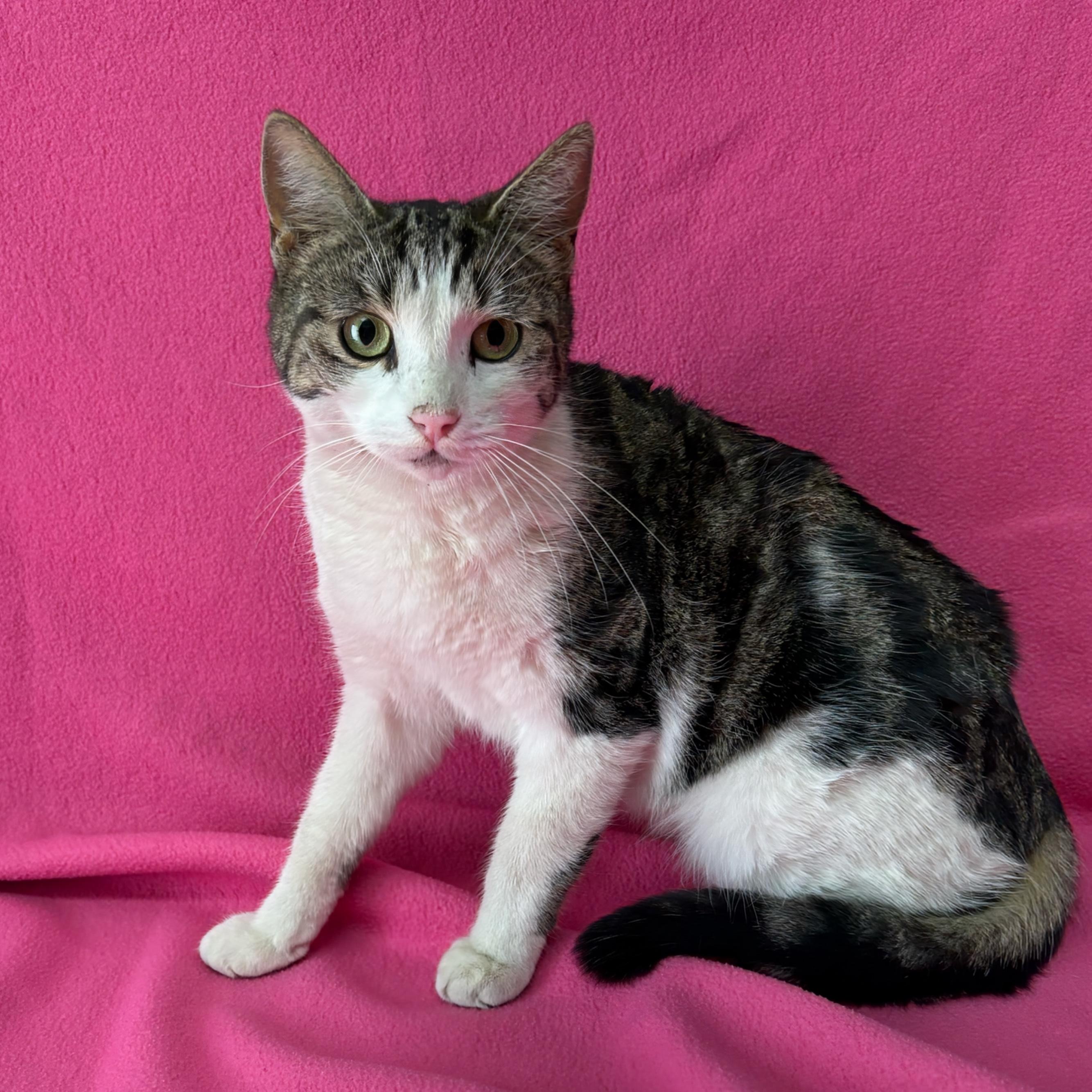 Enlarge Kairi, an adopted Domestic Short Hair in Valdosta, GA image 1/1
