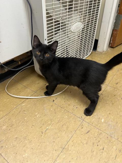Turnip, Adopted, Young Male Domestic Short Hair.
