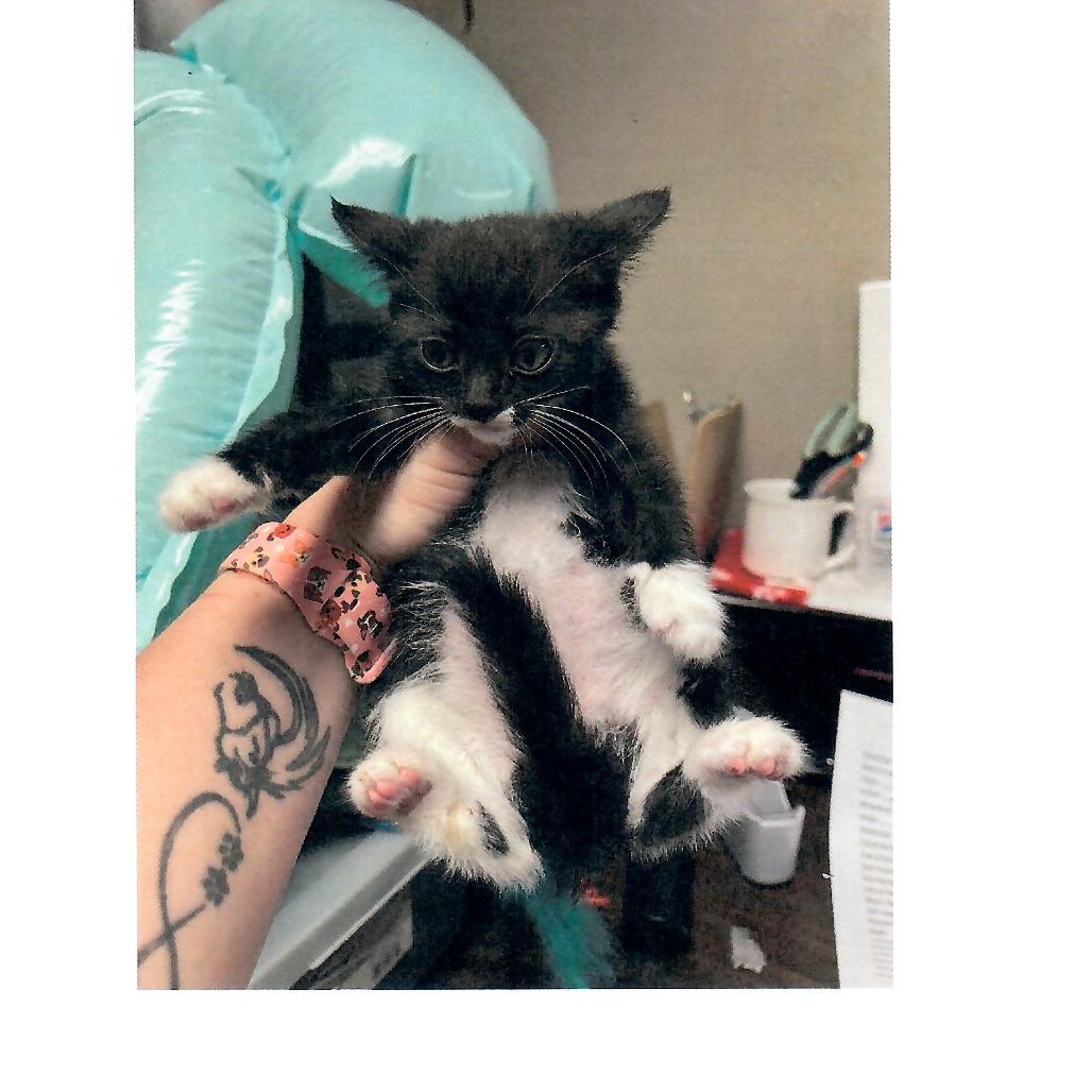 Maderia, a Adoptable Domestic Short Hair in Salem, WV image 2/2